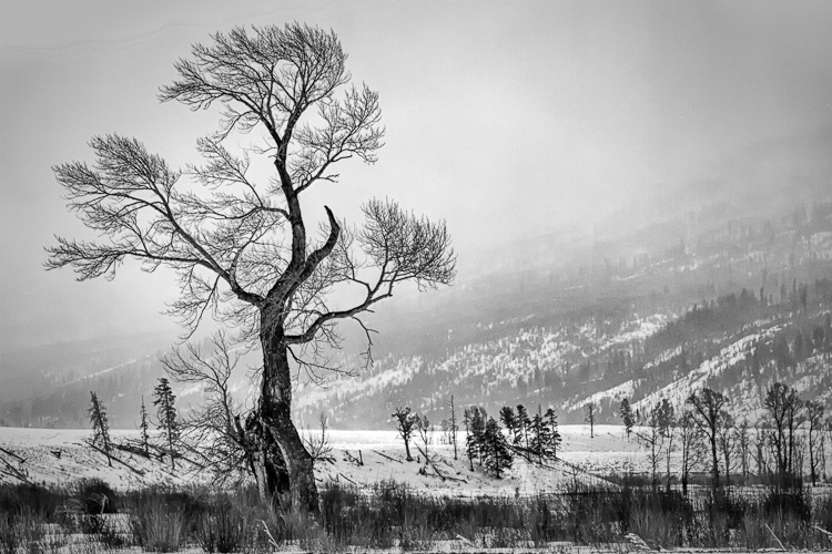 Naked Tree