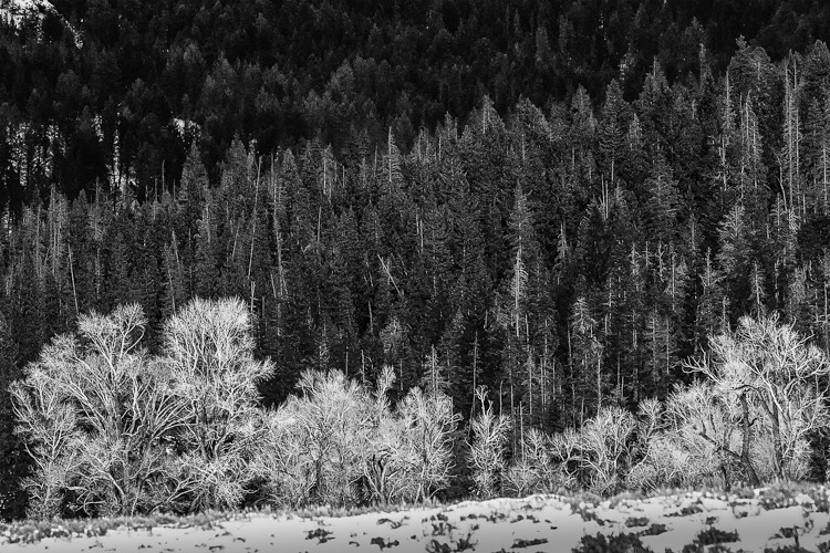 Three Groves