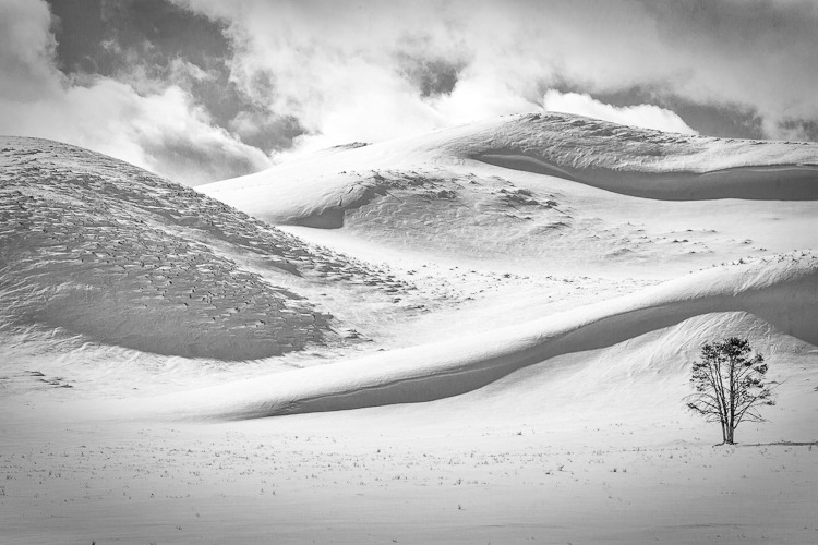 Lone Tree