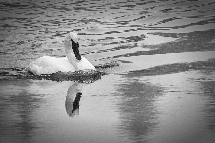 Trumpeter Swan I