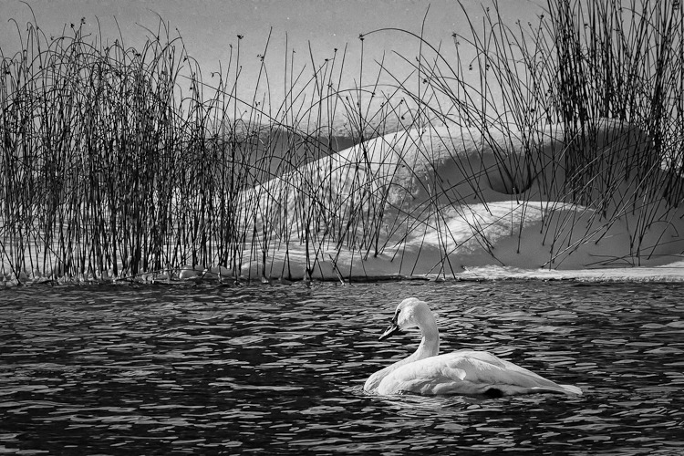 Trumpeter Swan II
