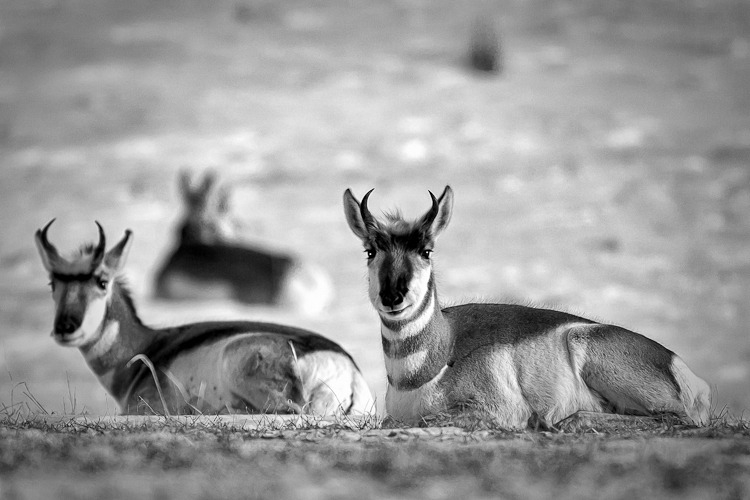 Deer
