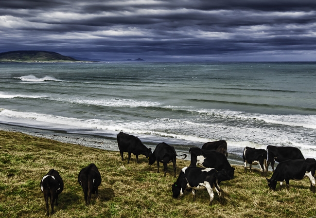 Beach Beef