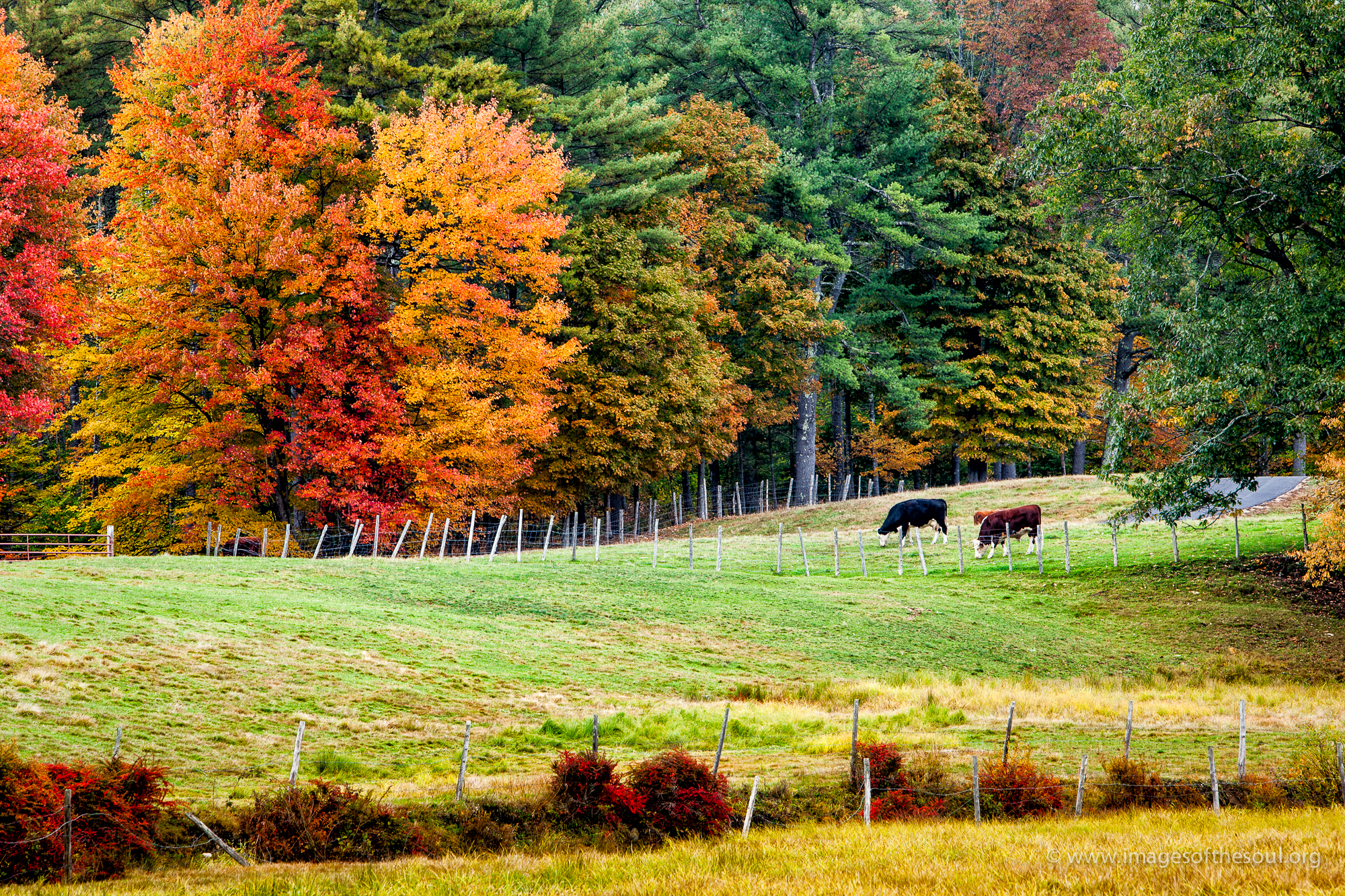 Peacefull Pasture