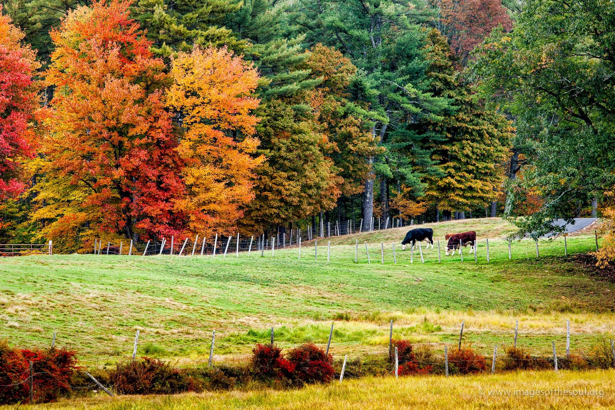 Peacefull Pasture