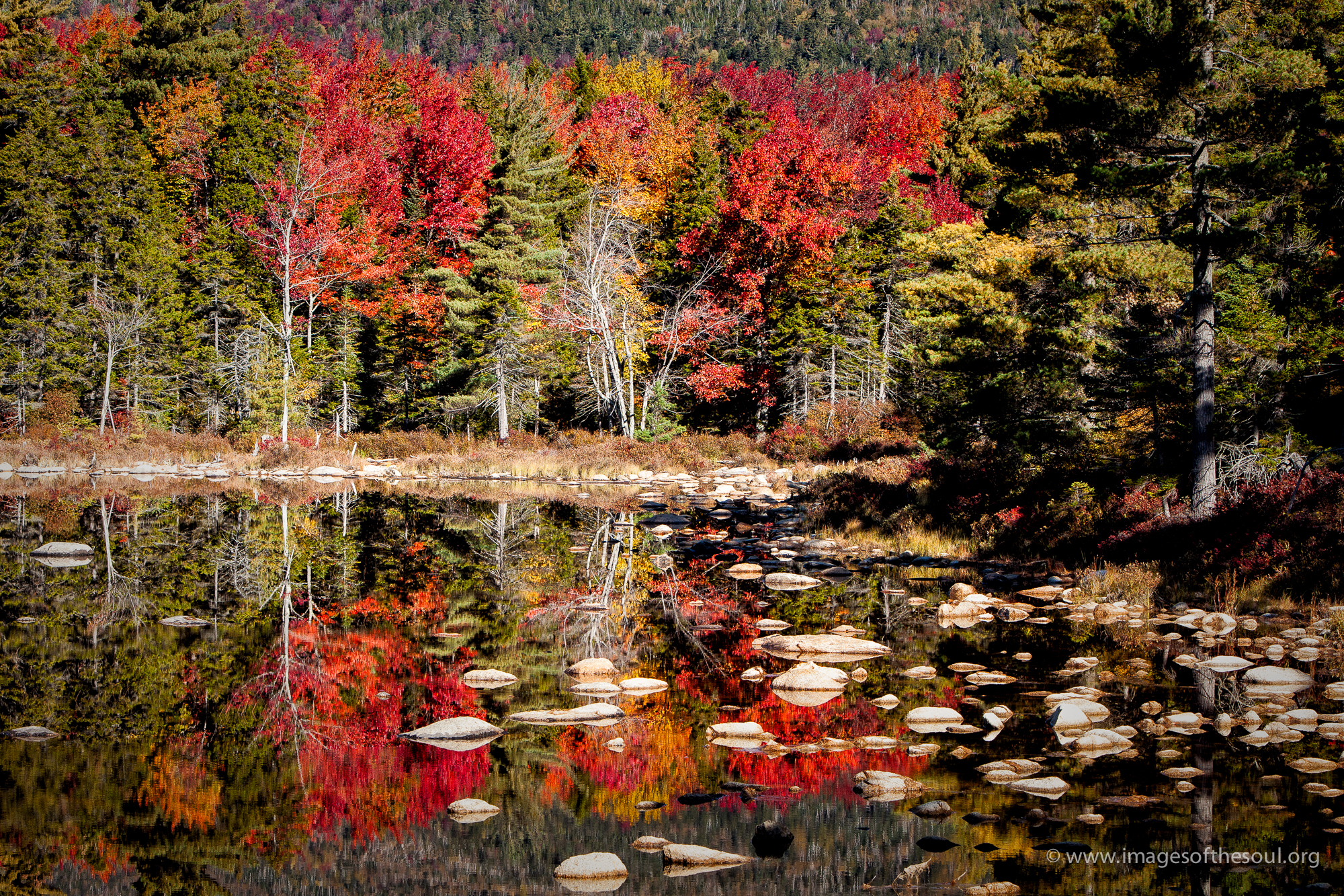 Reflections IV