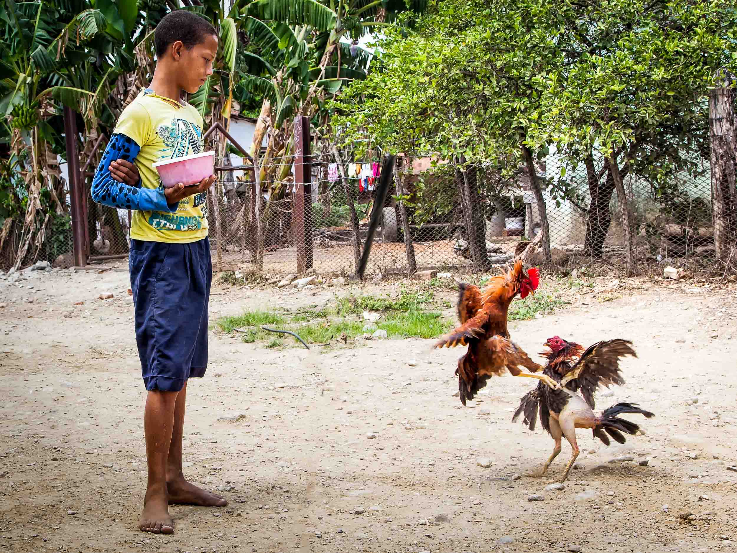 cock fight