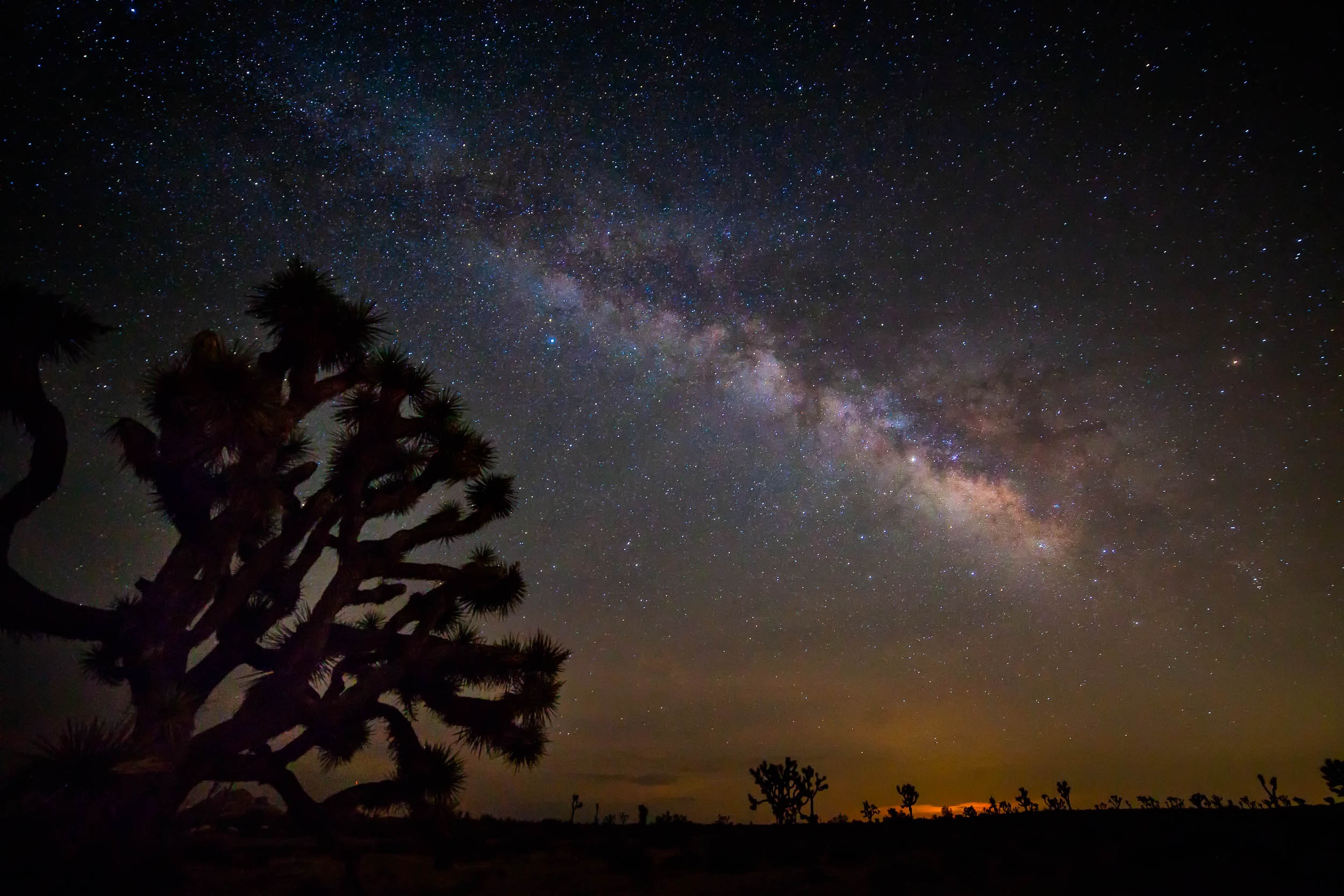 joshua tree