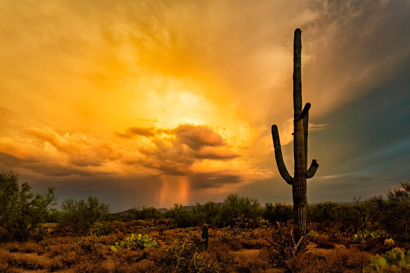 fleury_sagauro_color_shower_800-2.jpg