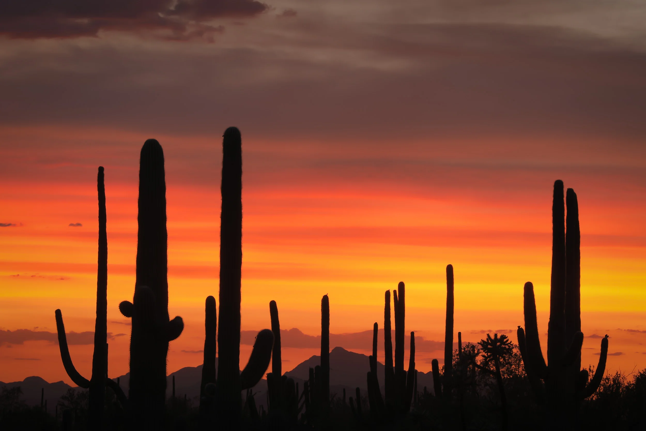 tucson_sunset-6.jpg