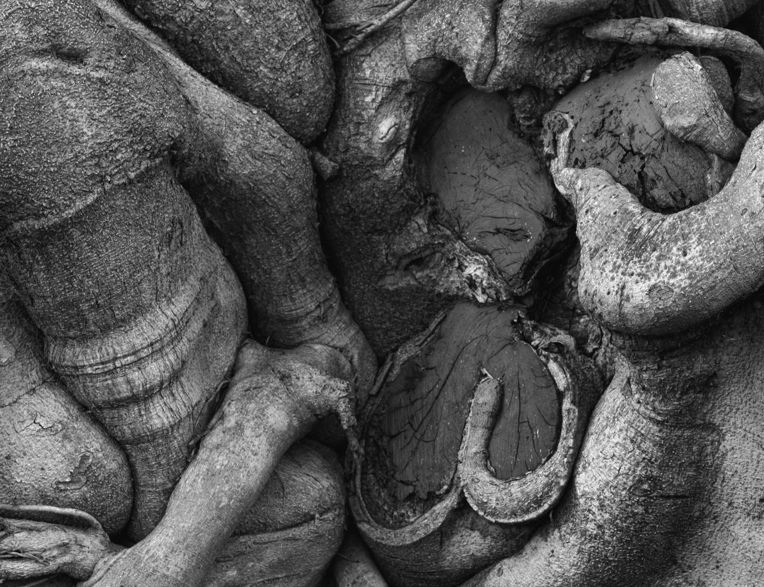 Twisted Time: The Stark Beauty of a Gnarled Tree Trunk in Monochrome