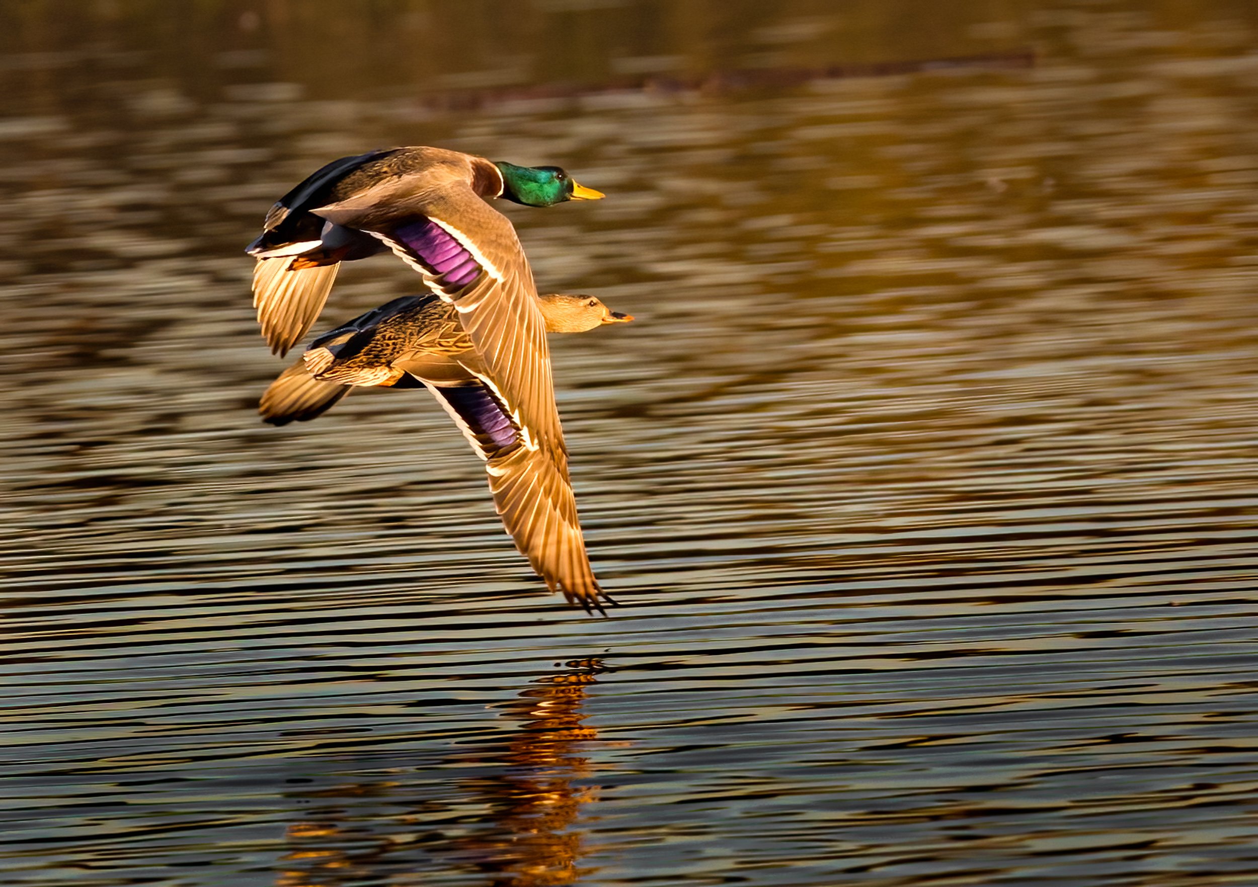 Paired Mallards: Synchronized Skimming