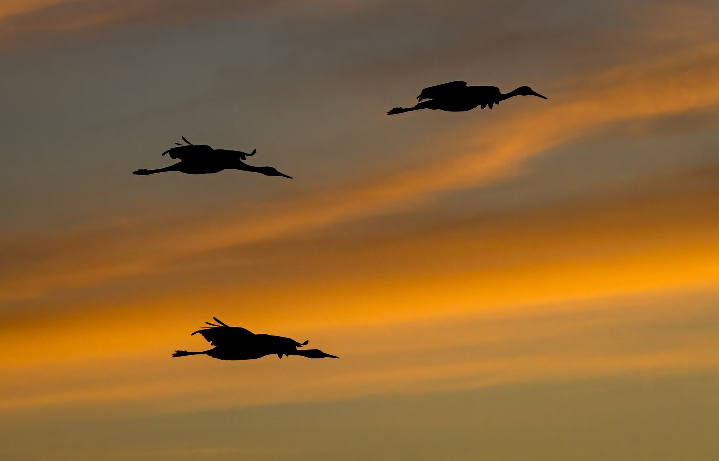 Sunset Sojourn: Trio of Sandhill Cranes Over Bosque del Apache