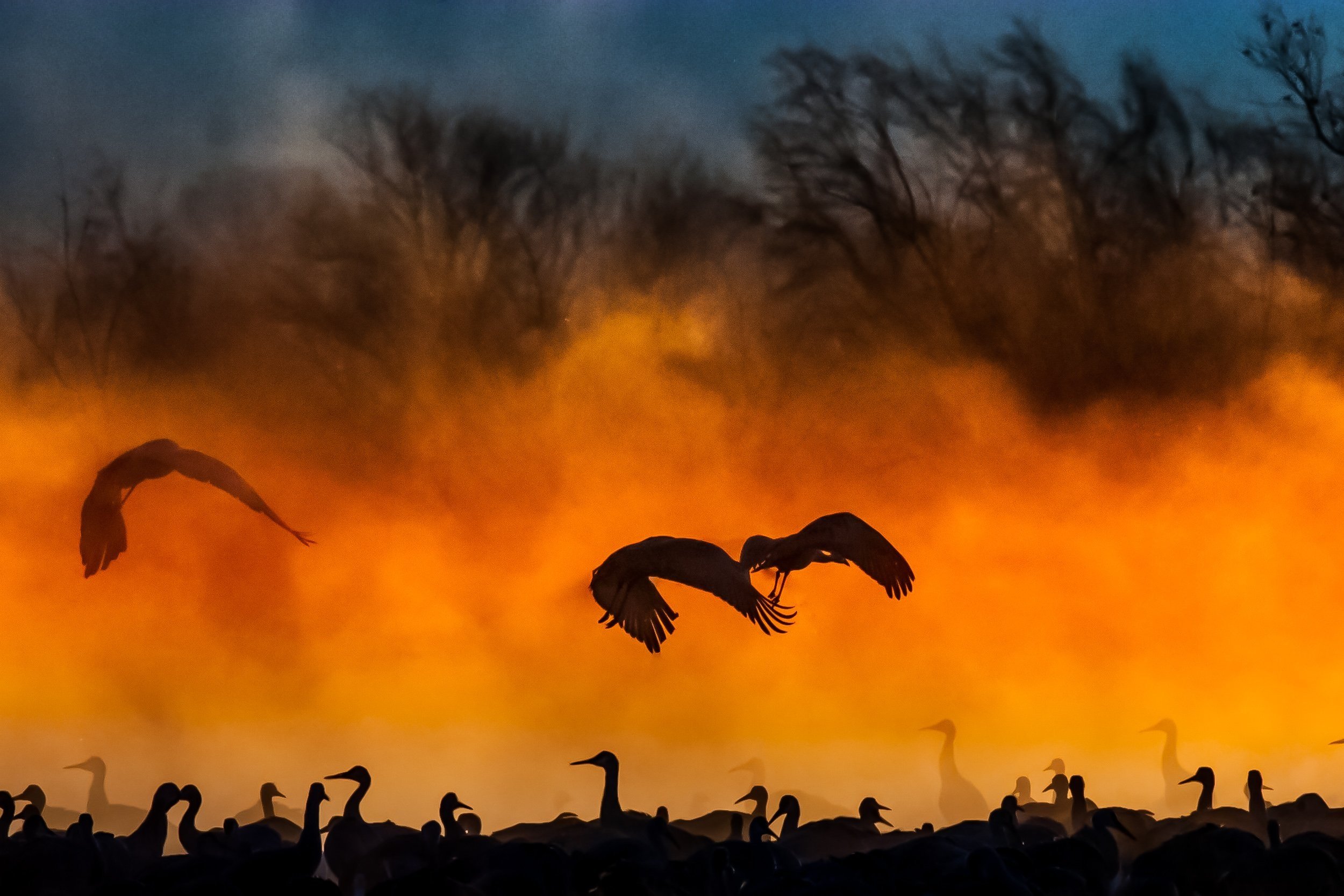 Misty Sunrise Flight: Sandhill Cranes in Orange Haze