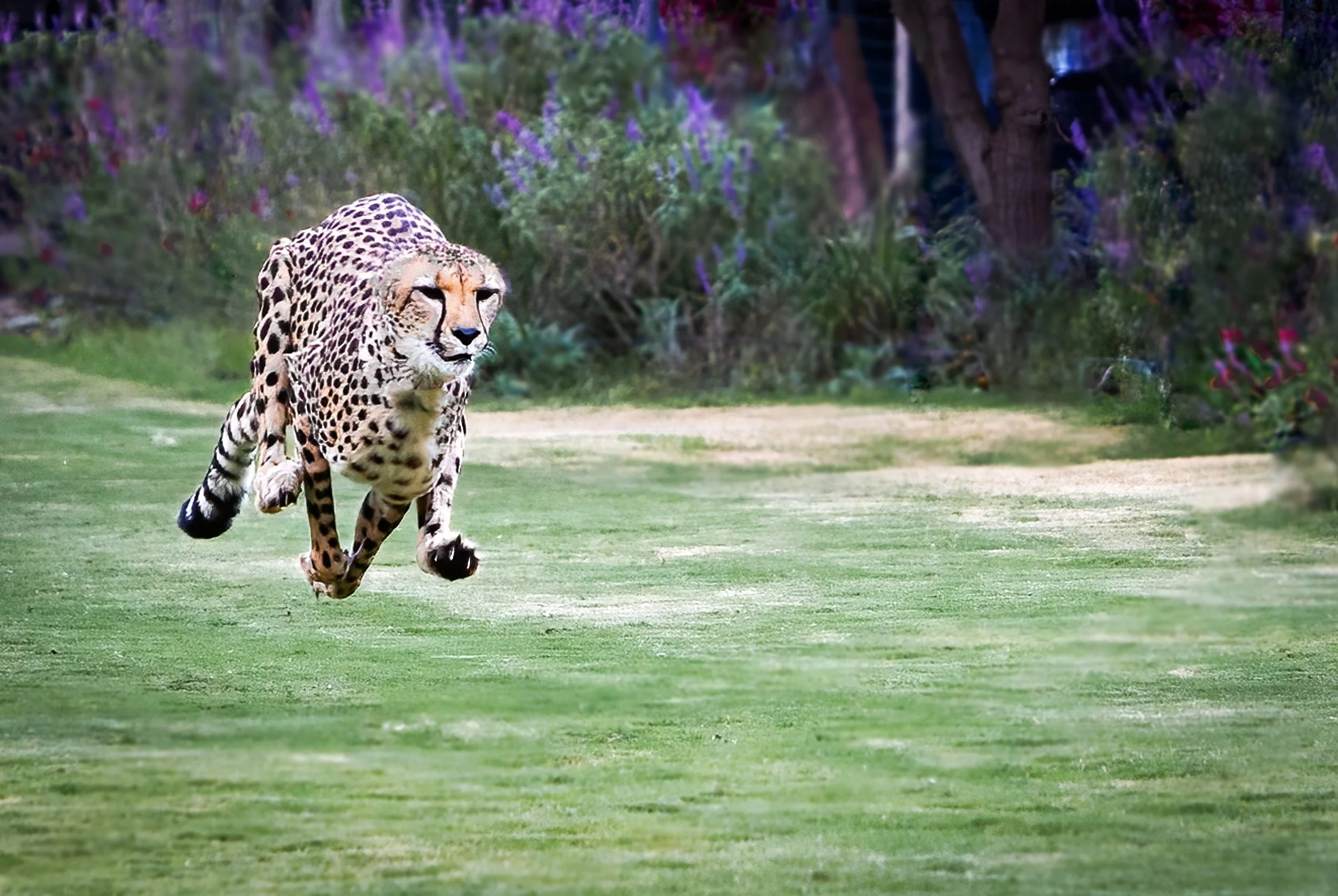 Flight of the Cheetah
