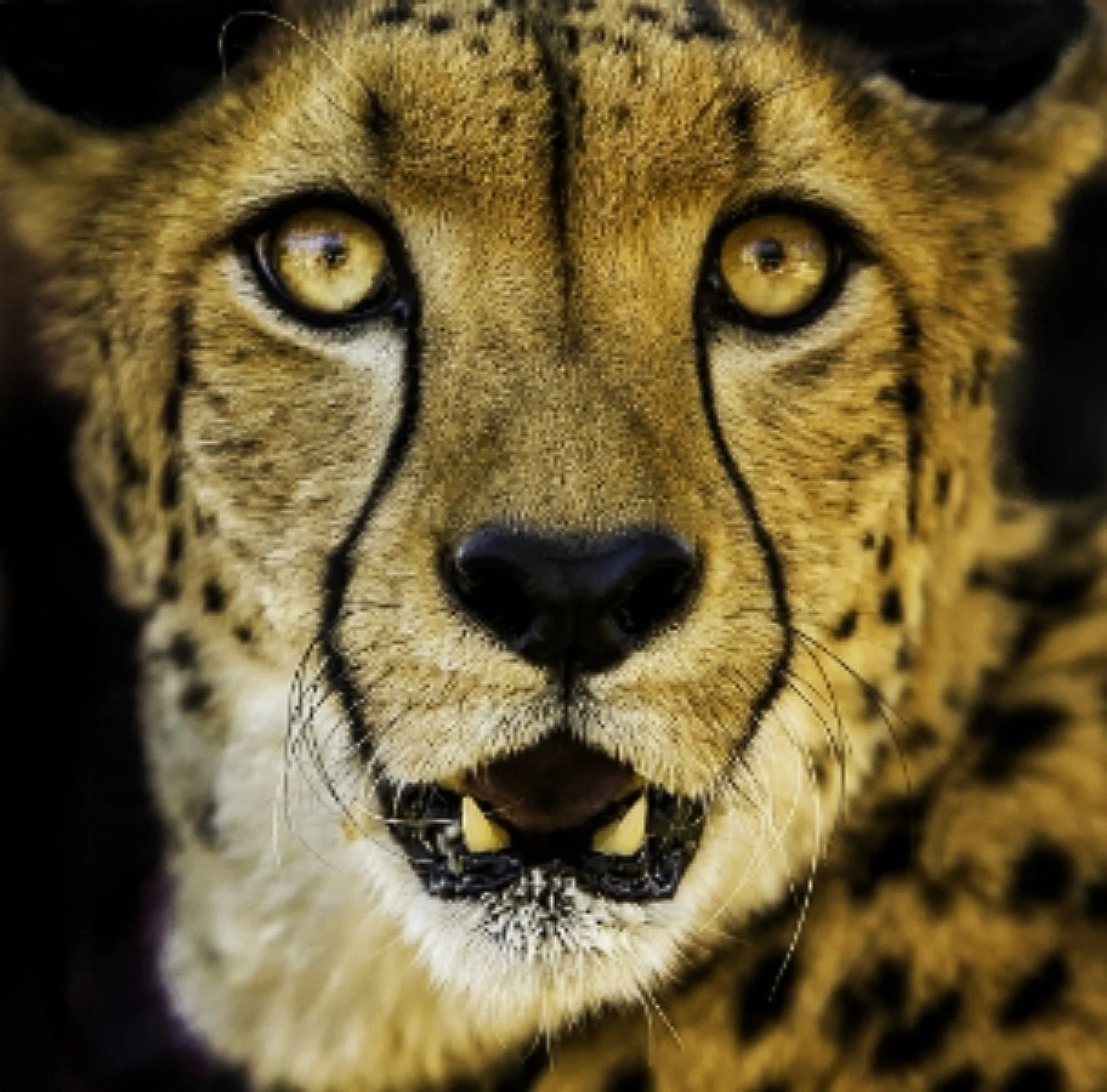  Intensity Unveiled: Close-Up Portrait of a Cheetah