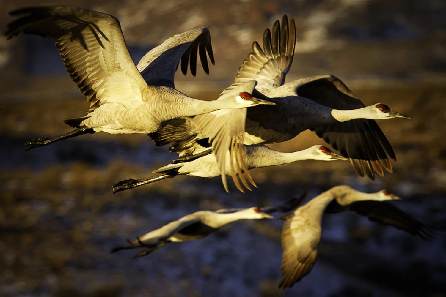 Majestic Flight: Capturing Sandhill Cranes at Bosque del Apache