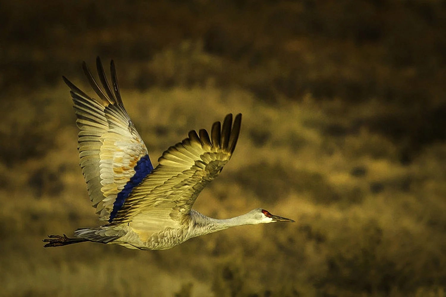 Majestic Wingspan: The Graceful Flight of a Lone Sandhill Crane