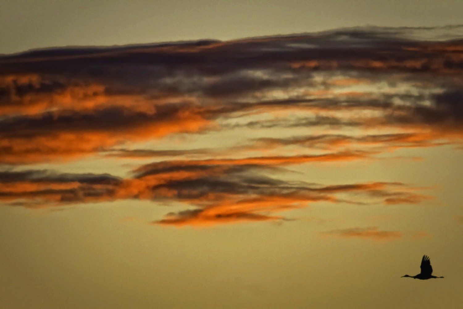 Solitary Sojourn: A Sandhill Crane Against the Crimson Sky