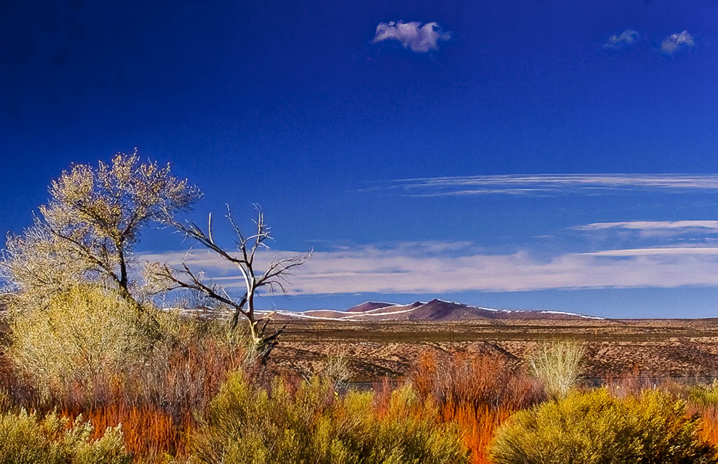 Vibrant Vista: The Painted Colors of Bosque De Apache Desert