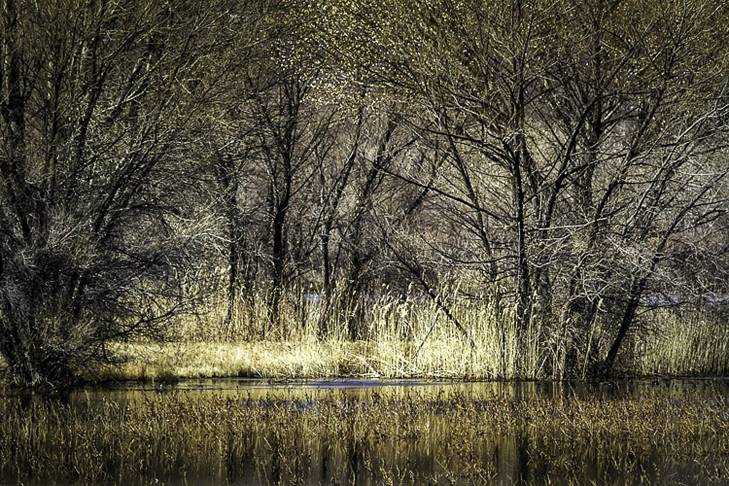  Serene Waterscape: Trees by the Water at Bosque De Apache