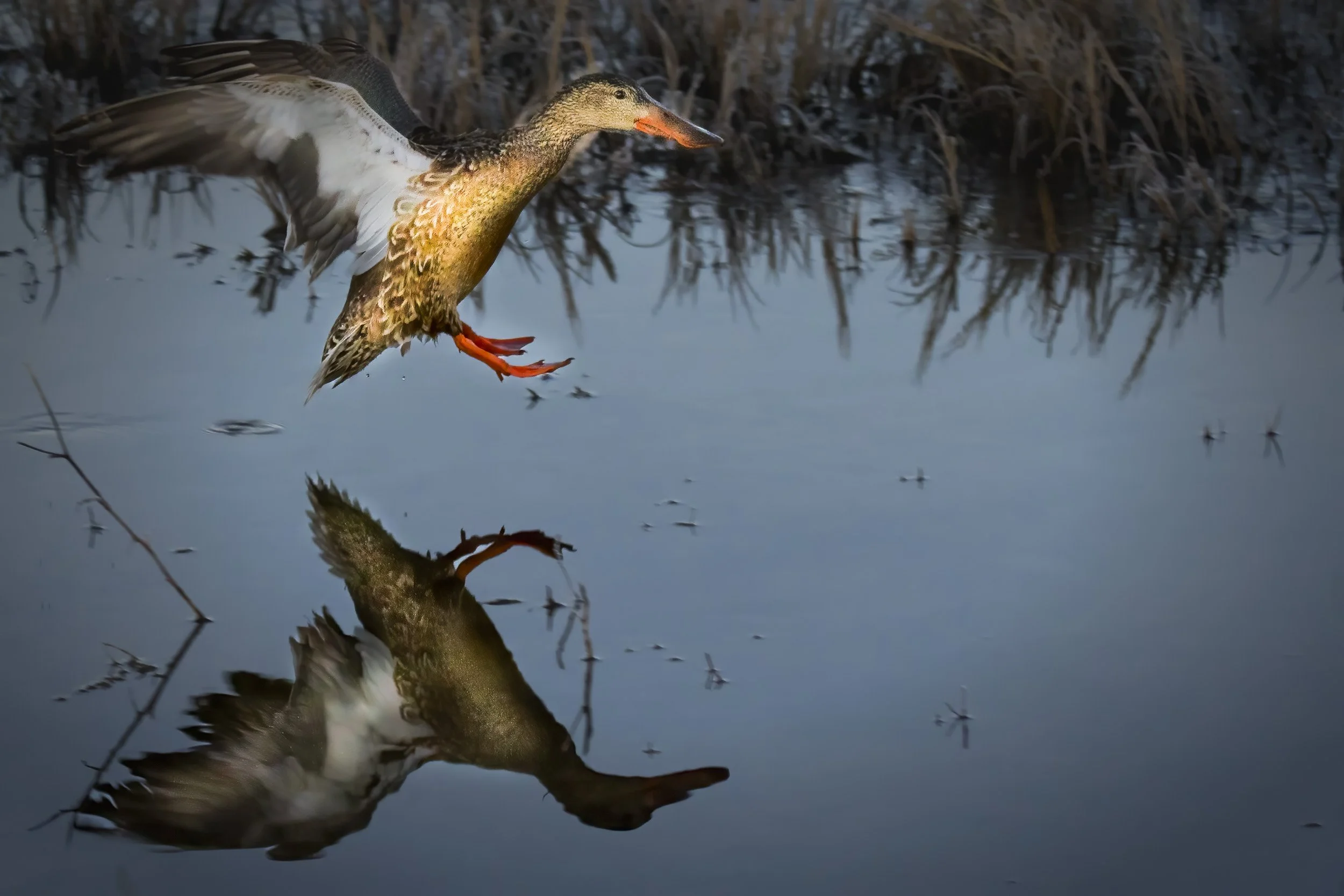 Mirrored Descent: A Duck's Graceful Landing on a Lake