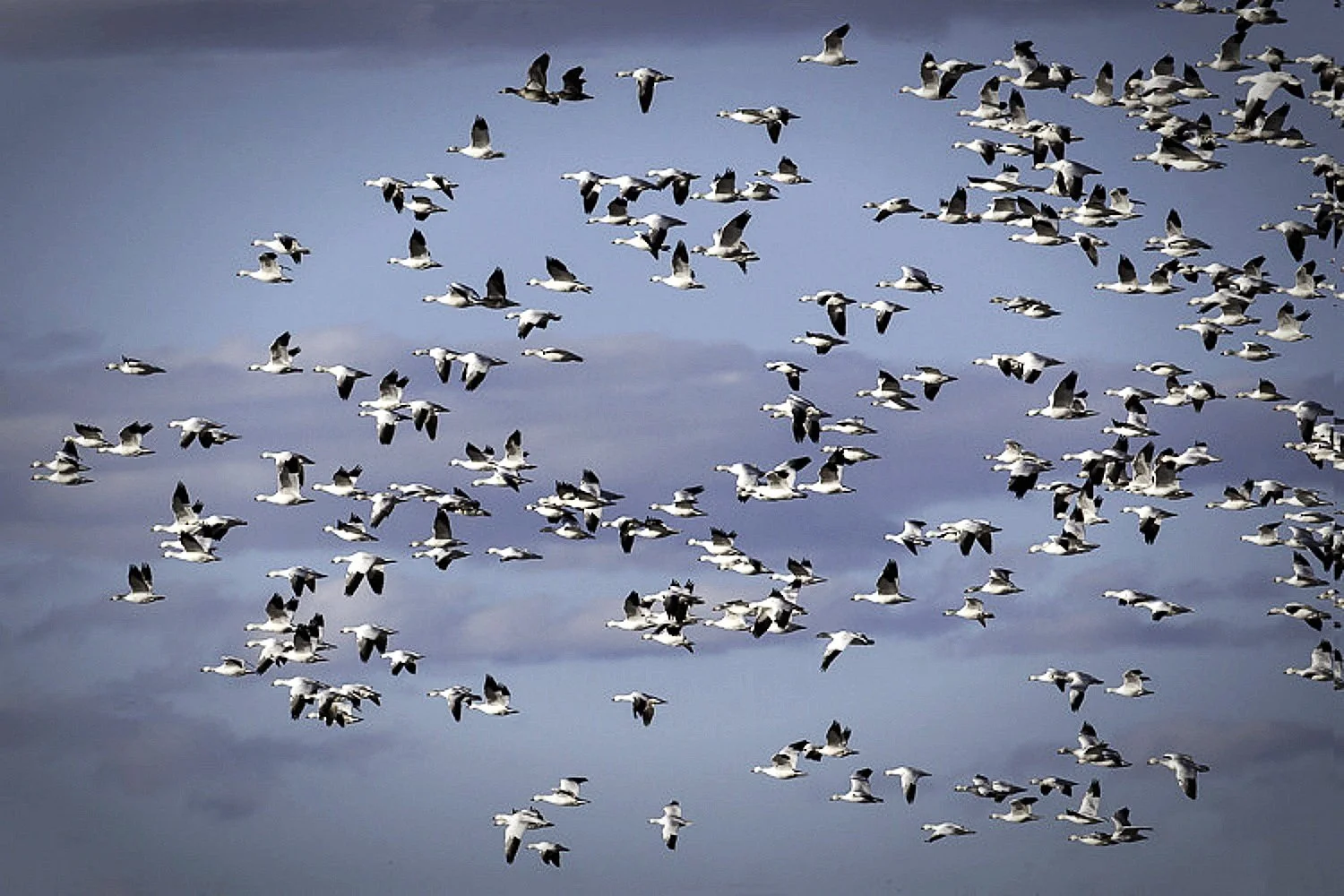 Skyward Symphony: 1001 Canada Geese Ascending at Bosque De Apache