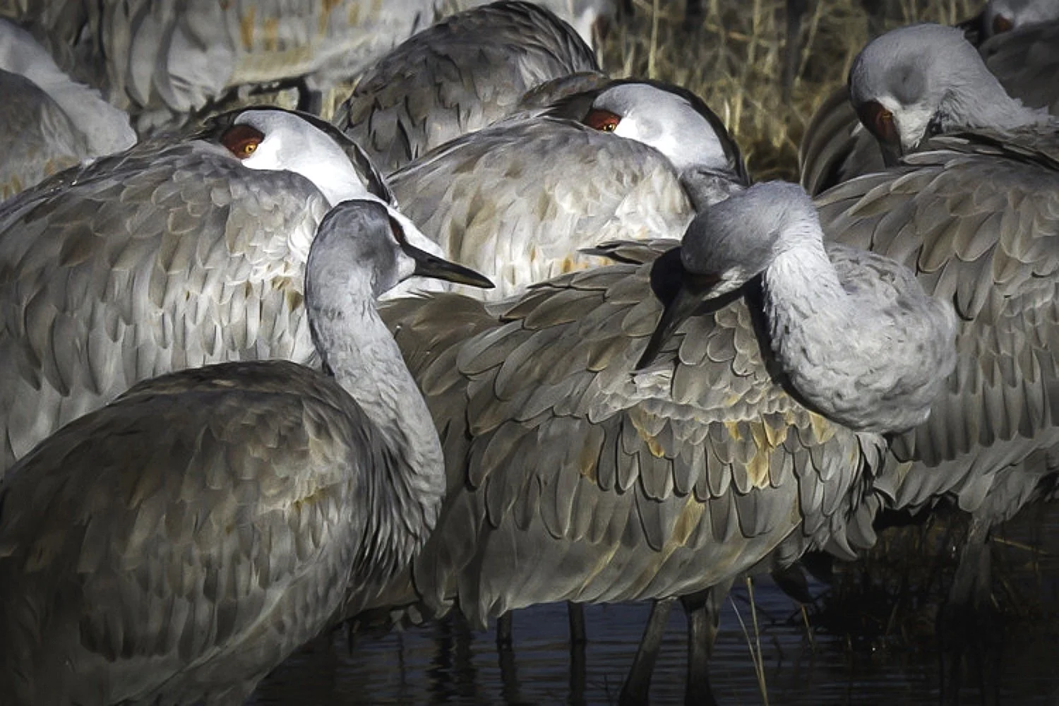 Restful Respite: Sandhill Cranes Napping with Heads Tucked at Bosque De Apache