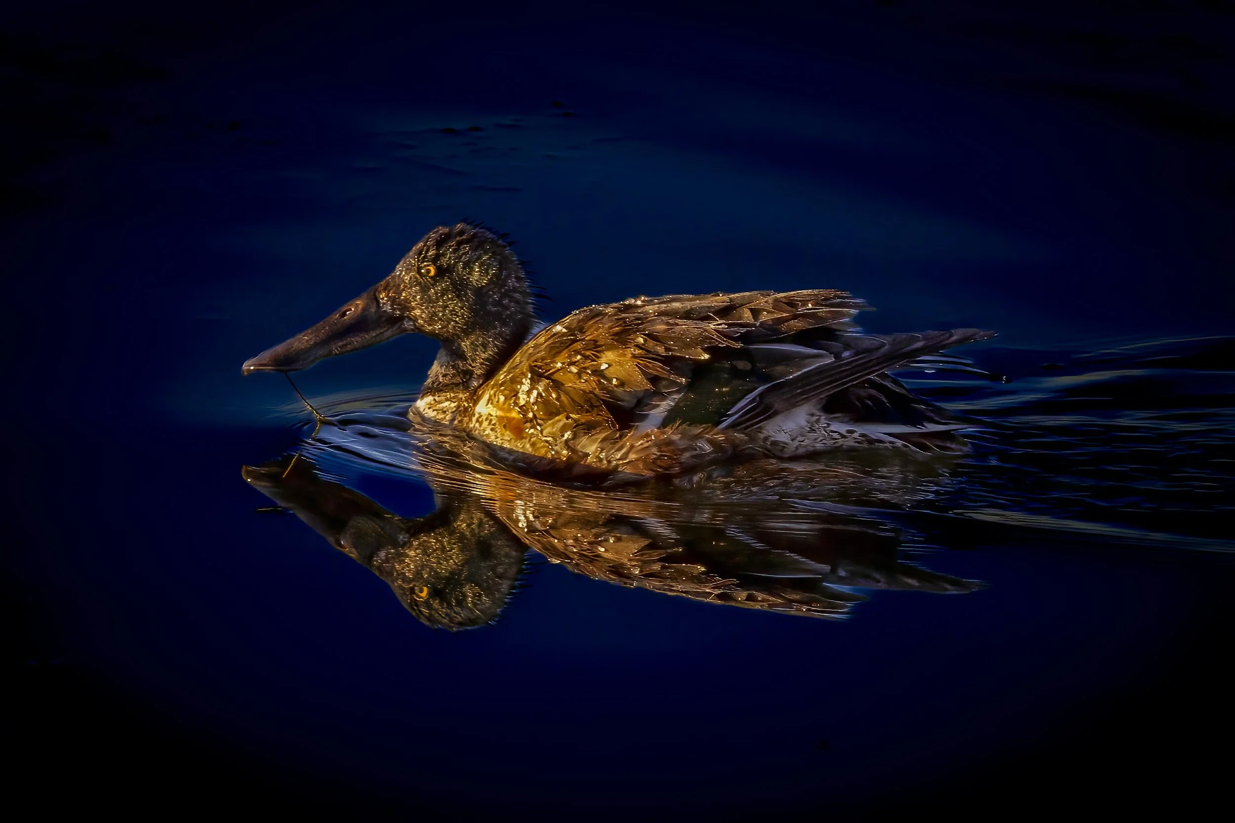 Tranquil Reflection: A Duck and Its Mirror Image at Bosque De Apache