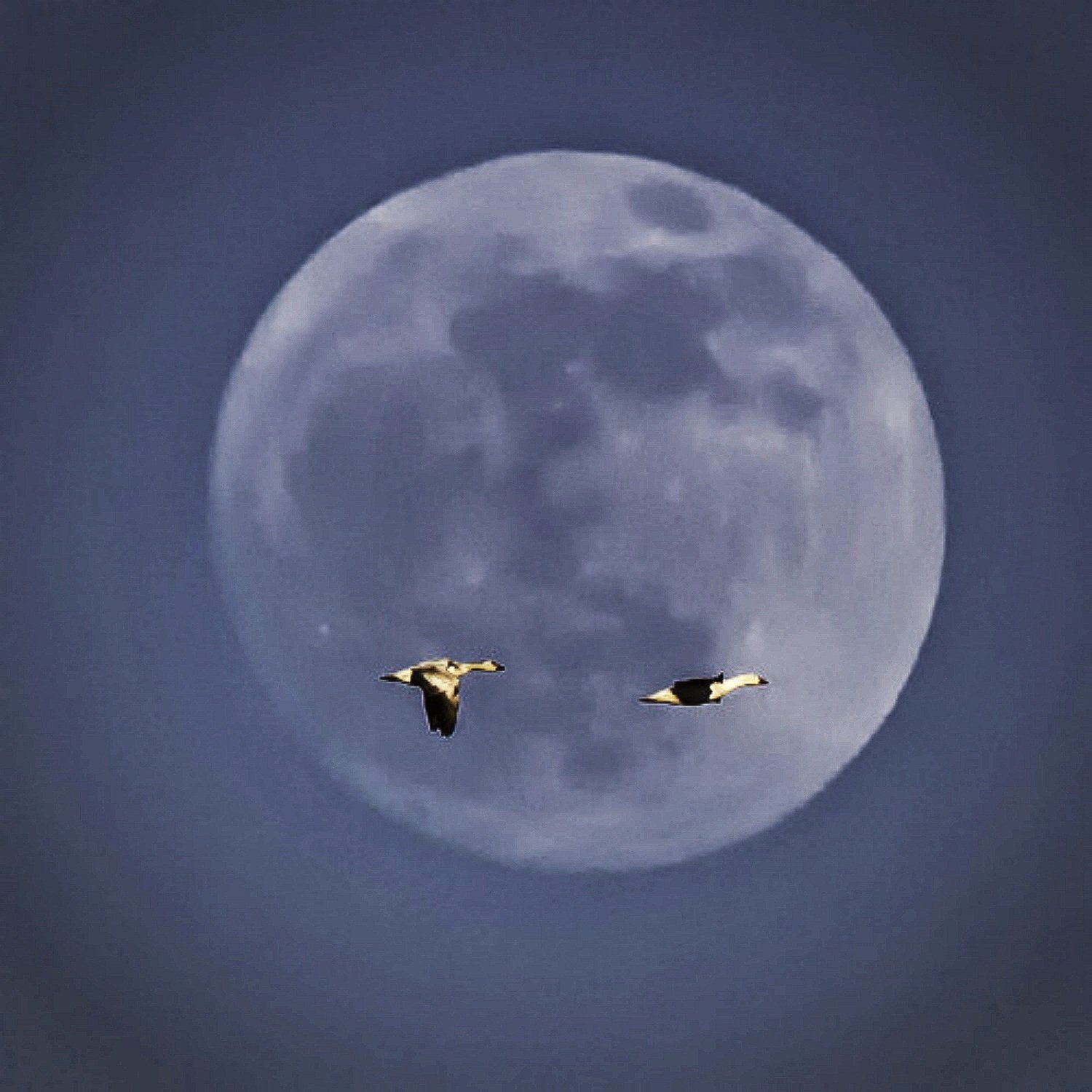 Moonlit Duo: Canada Geese in Front of a Majestic Bosque De Apache Full Moon