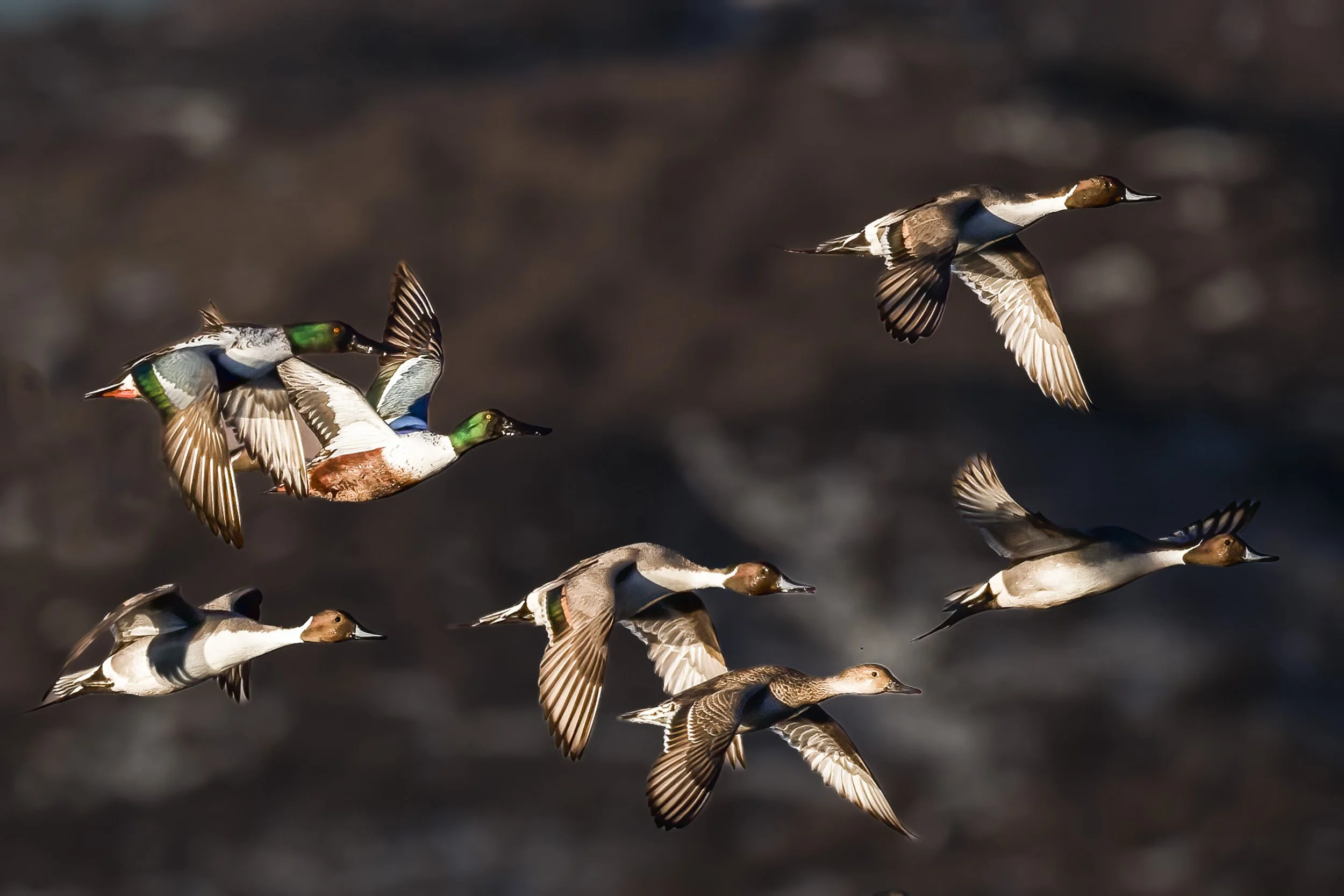  Seven Soaring Spirits: Mallard Ducks in Flight at Bosque De Apache