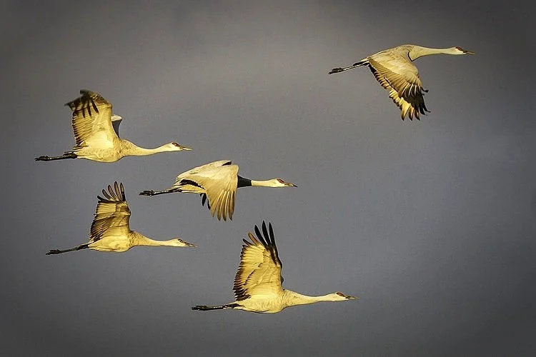  "Graceful Formation: Five Sandhill Cranes Soaring Over Bosque De Apache