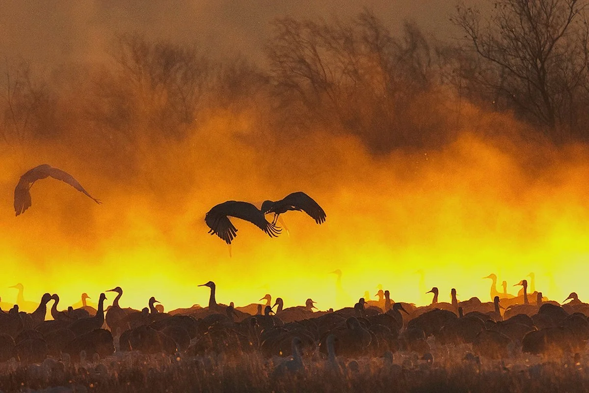 Fiery Flight: Two Sandhill Cranes Ascending through Sunrise Mist at Bosque De Apache