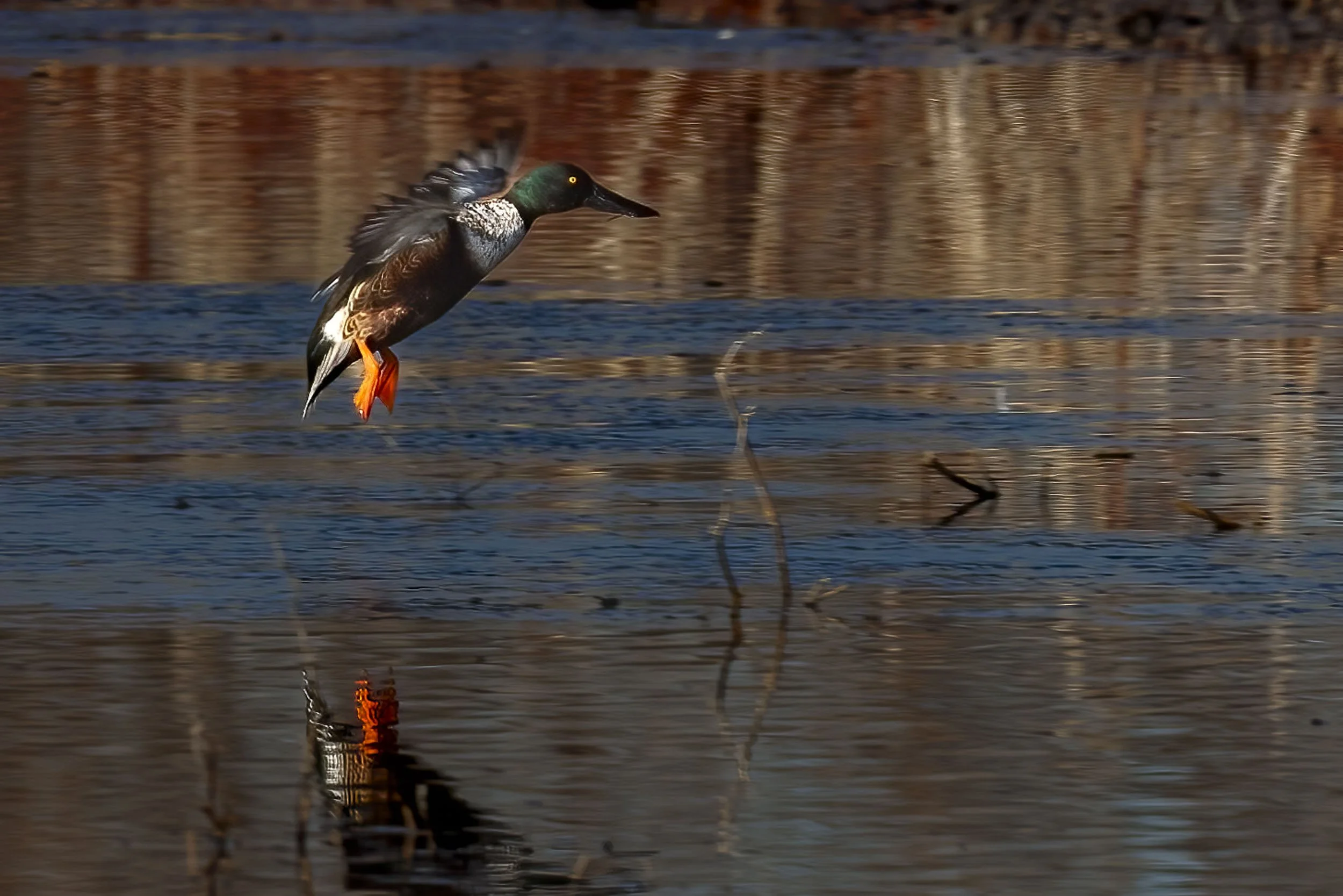 Vivid Landing: A Mallard Duck with a Twig in Its Bill at Bosque De Apache