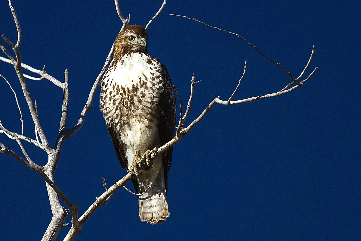 Predatory Gaze: Red-Tailed Hawk on the Prowl at Bosque De Apache