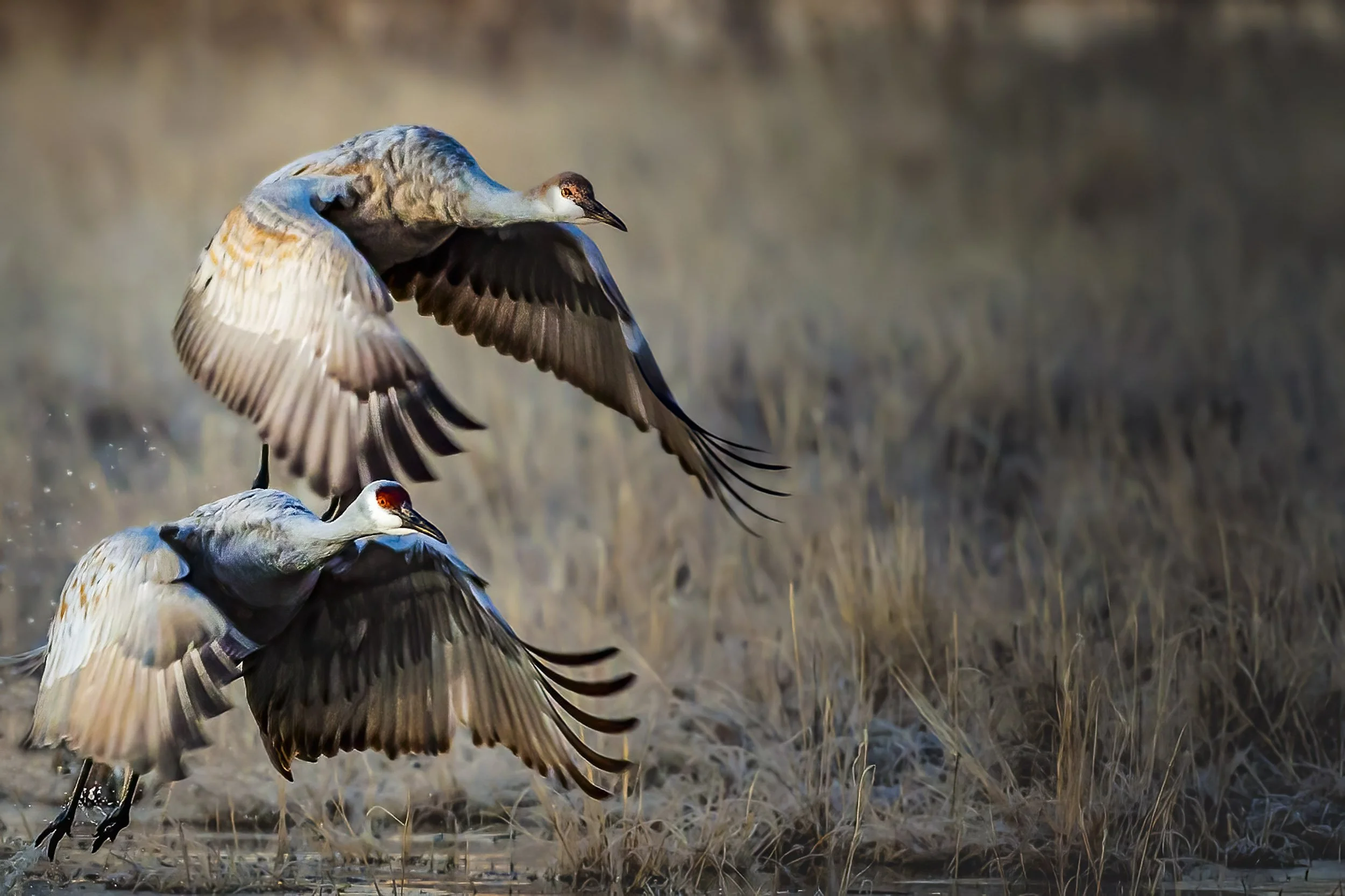 Determined Ascent: Two Sandhill Cranes Launching from Water at Bosque De Apache