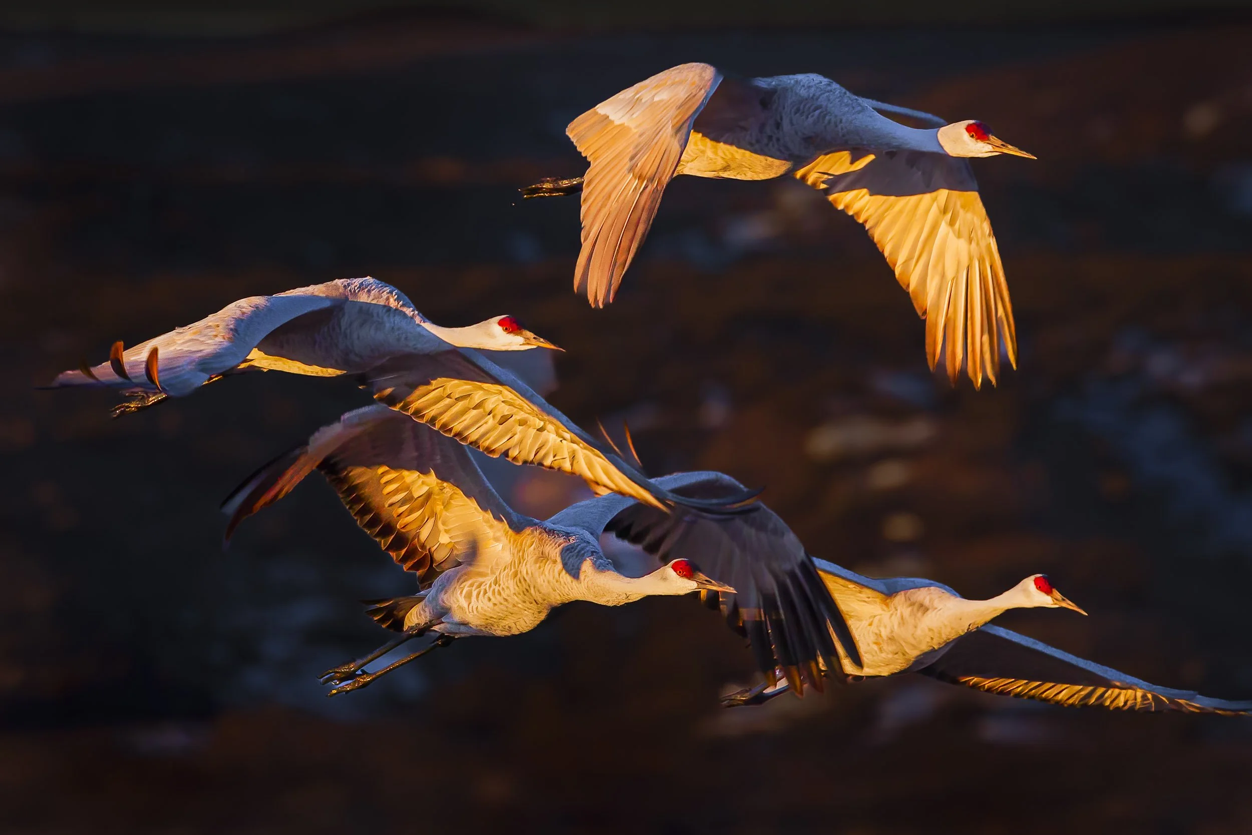 Sunset Soar: Four Sandhill Cranes Glide into Dusk at Bosque De Apache