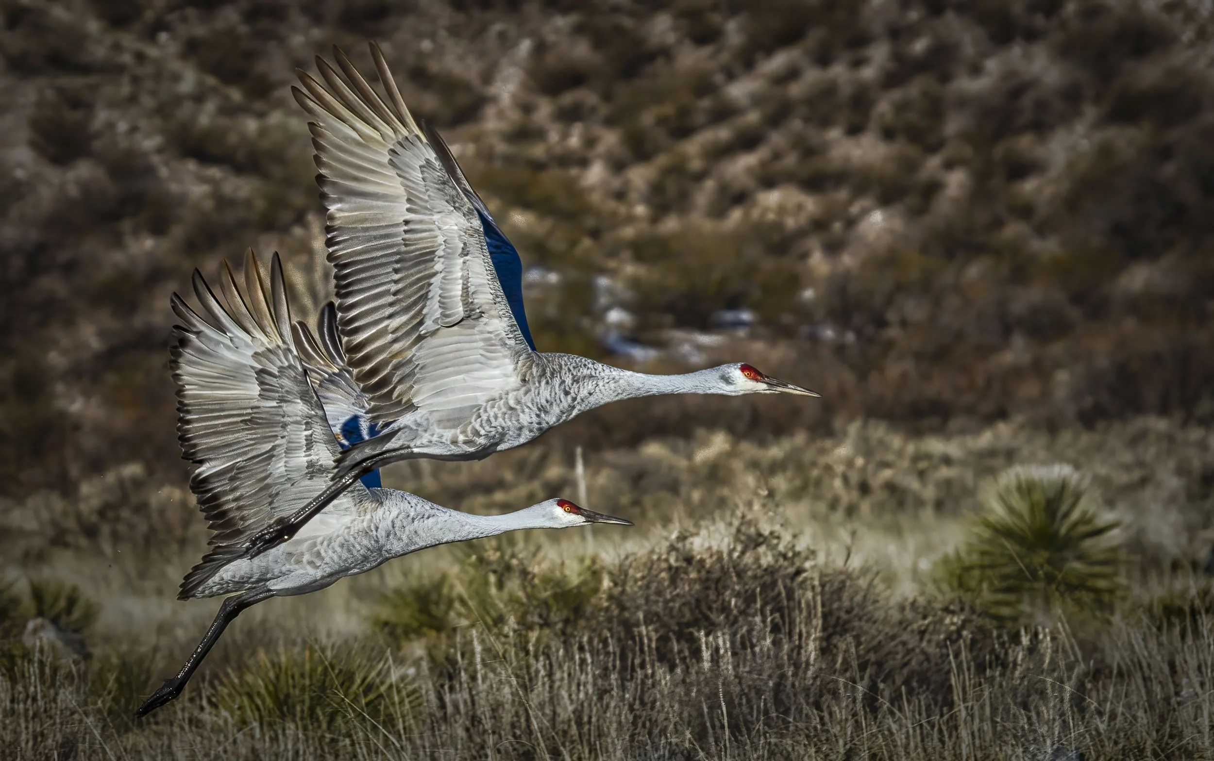 Morning Lift-Off: Two Sandhill Cranes Rising in the Dawn at Bosque De Apache