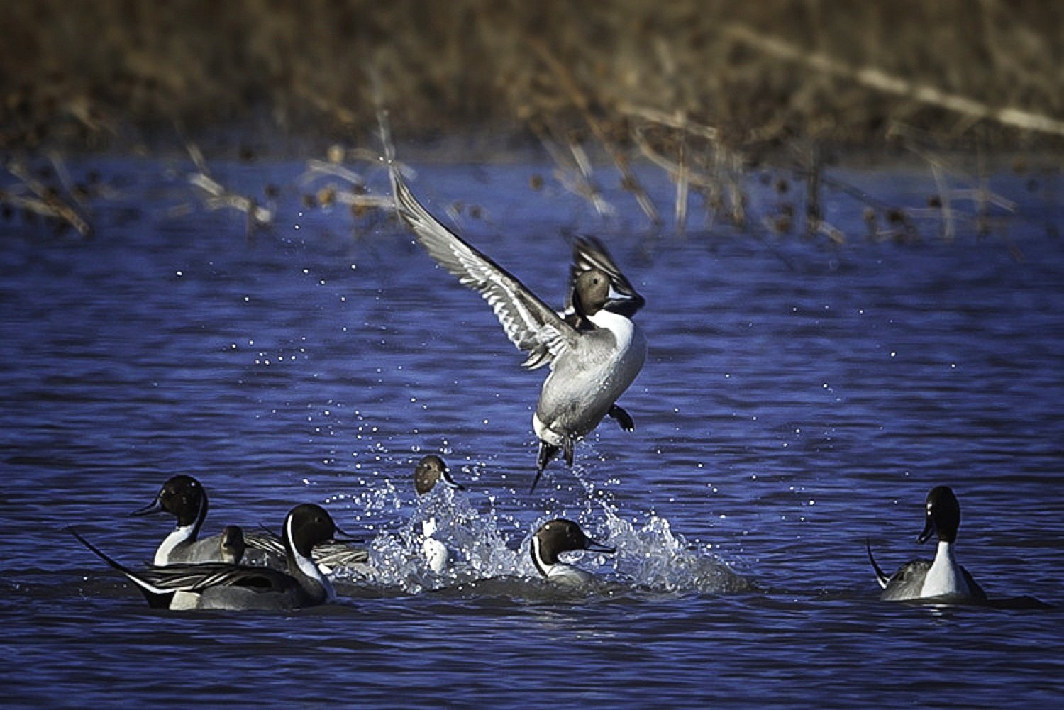  Joyful Leap: A Duck Takes Flight from the Lake at Bosque De Apache