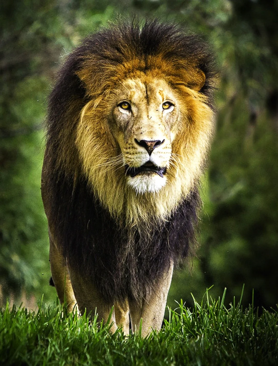 Regal Gaze: The King's Stare in the Wild