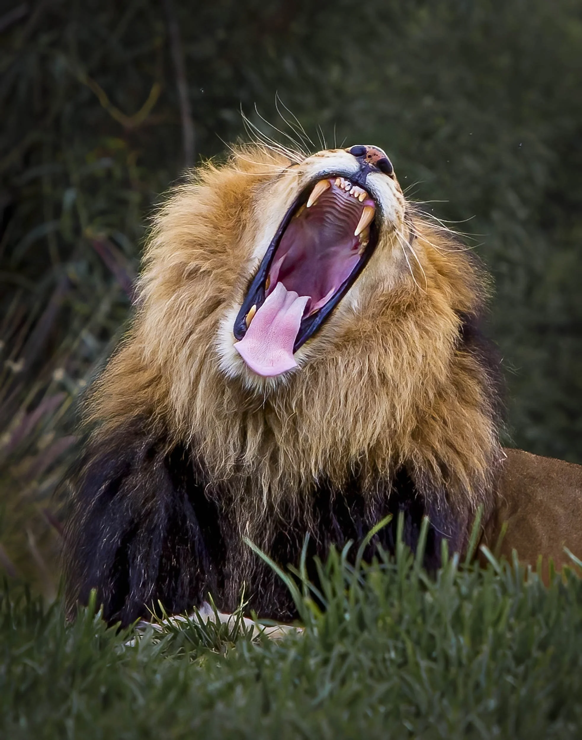 Roar of the Unseen King: The Fierce Cry of the Hidden Lion