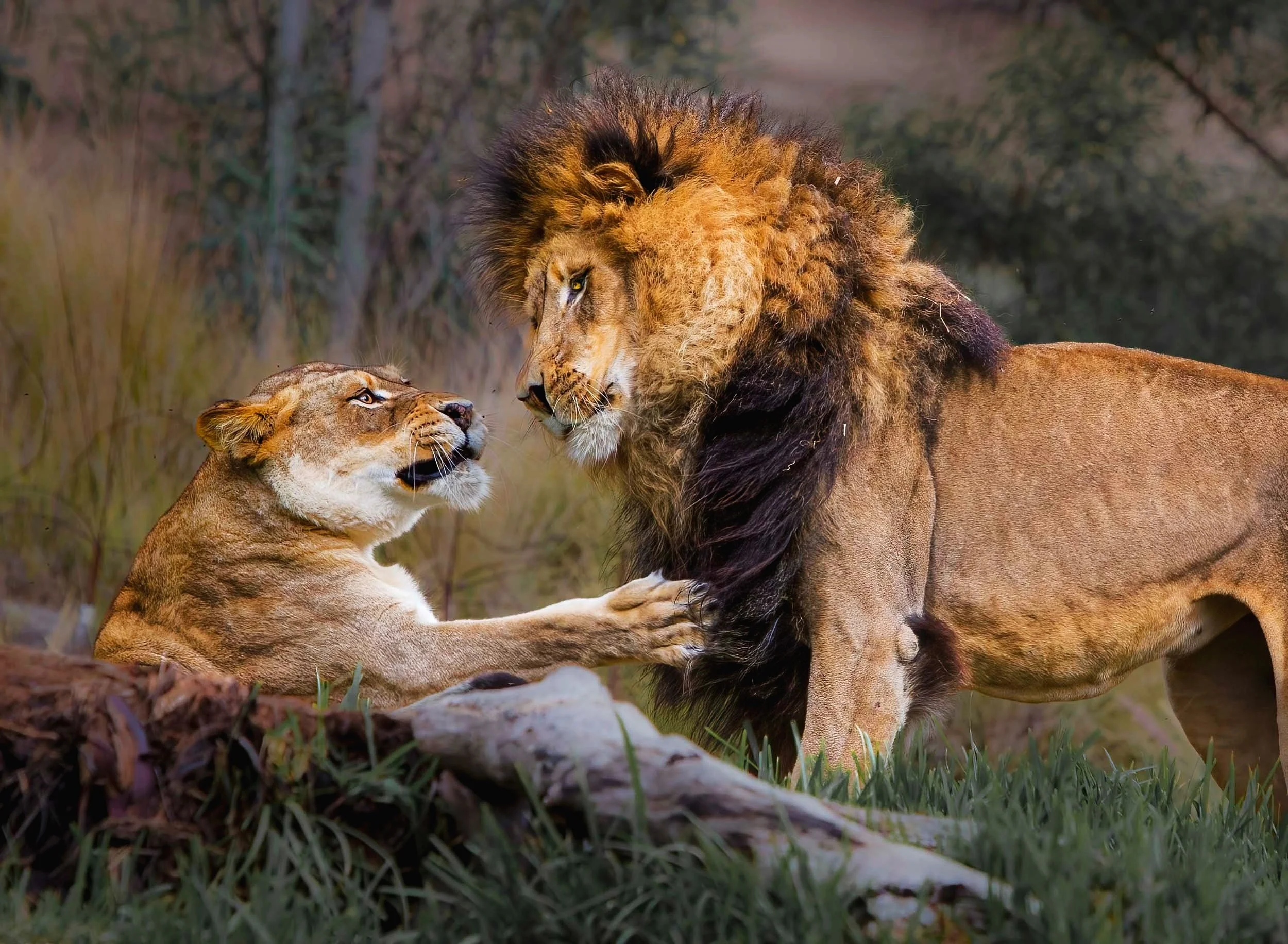  King's Watchful Gaze: A Lion's Tender Moment with His Lioness