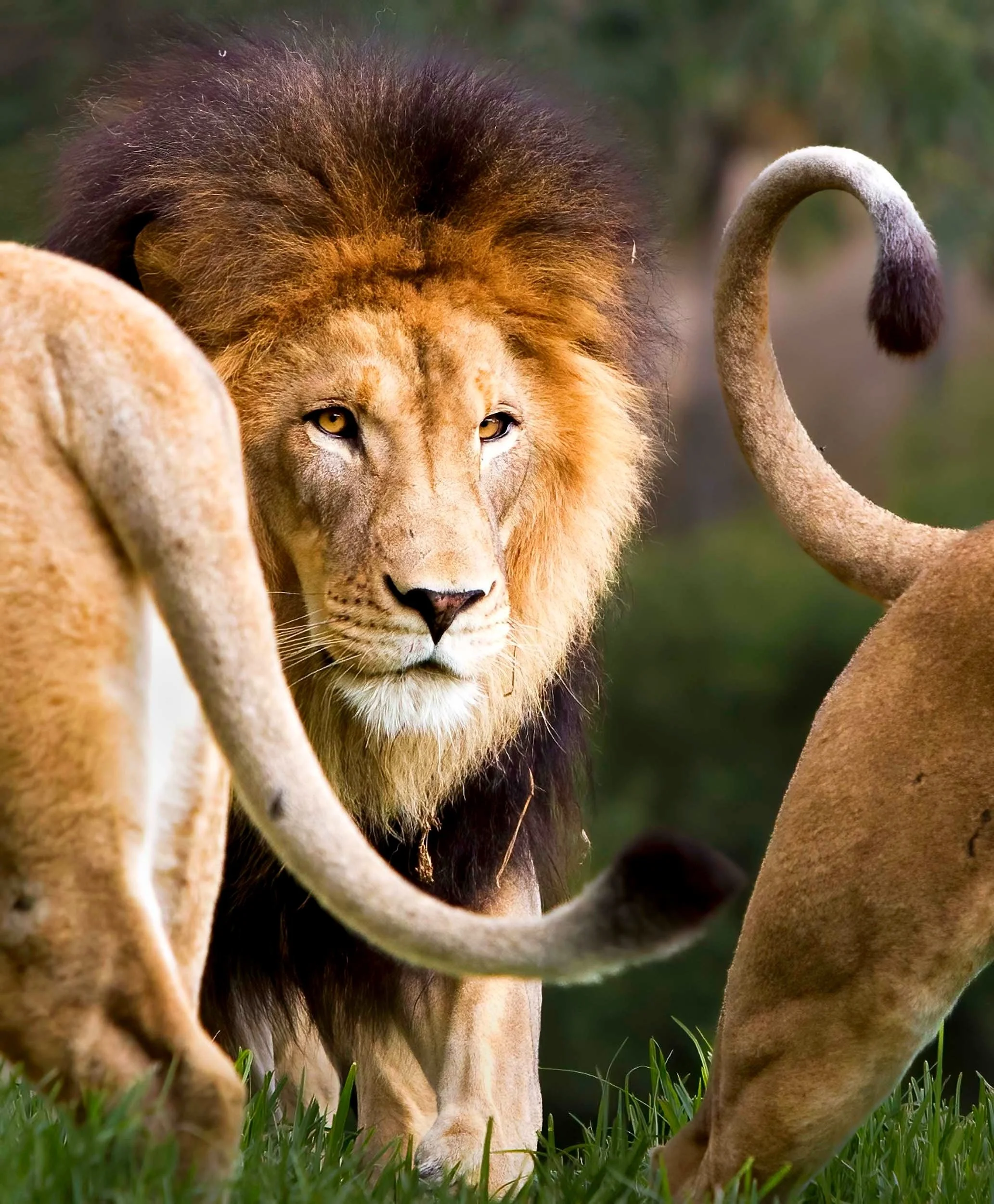  Regal Guardian: A Lion's Royal Frame