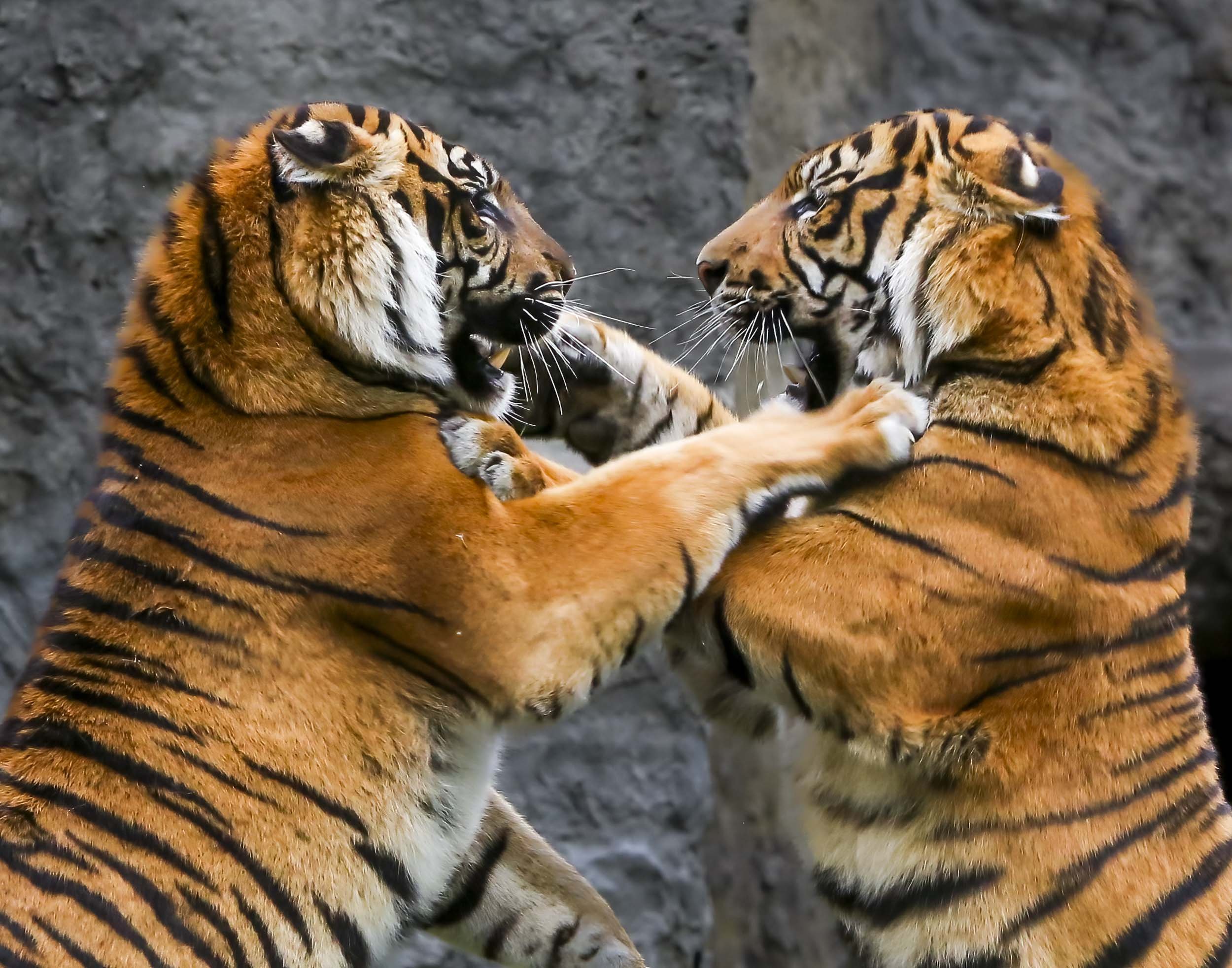 Clash of Titans: The Fierce Standoff of Bengal Giants