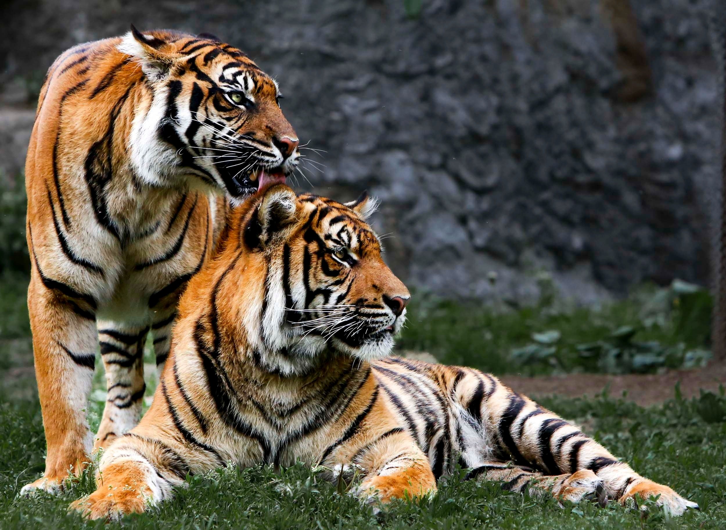 Side-Glance Sovereigns: The Majestic Bengal Duo