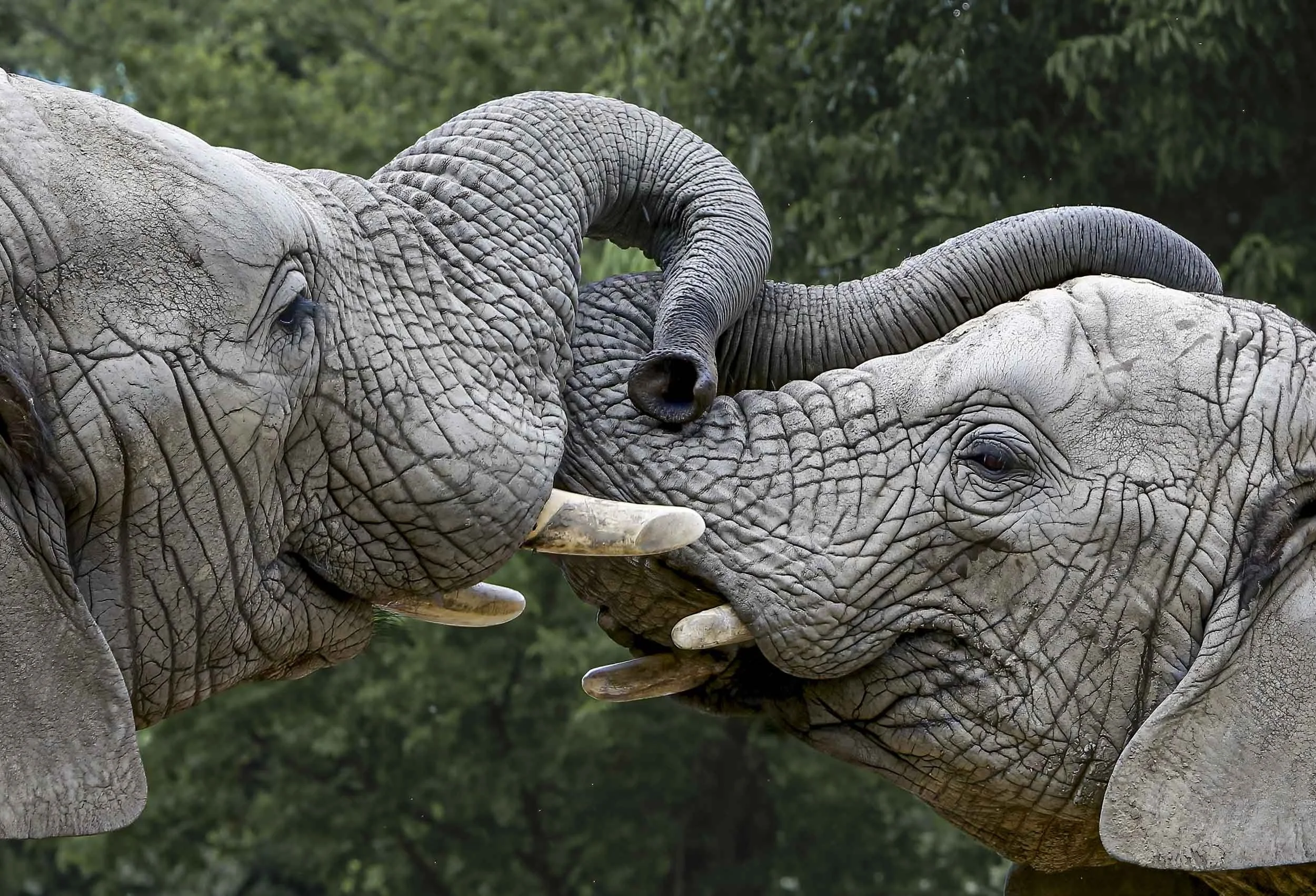 Tusk to Tusk: The Trunk Embrace of Elephants