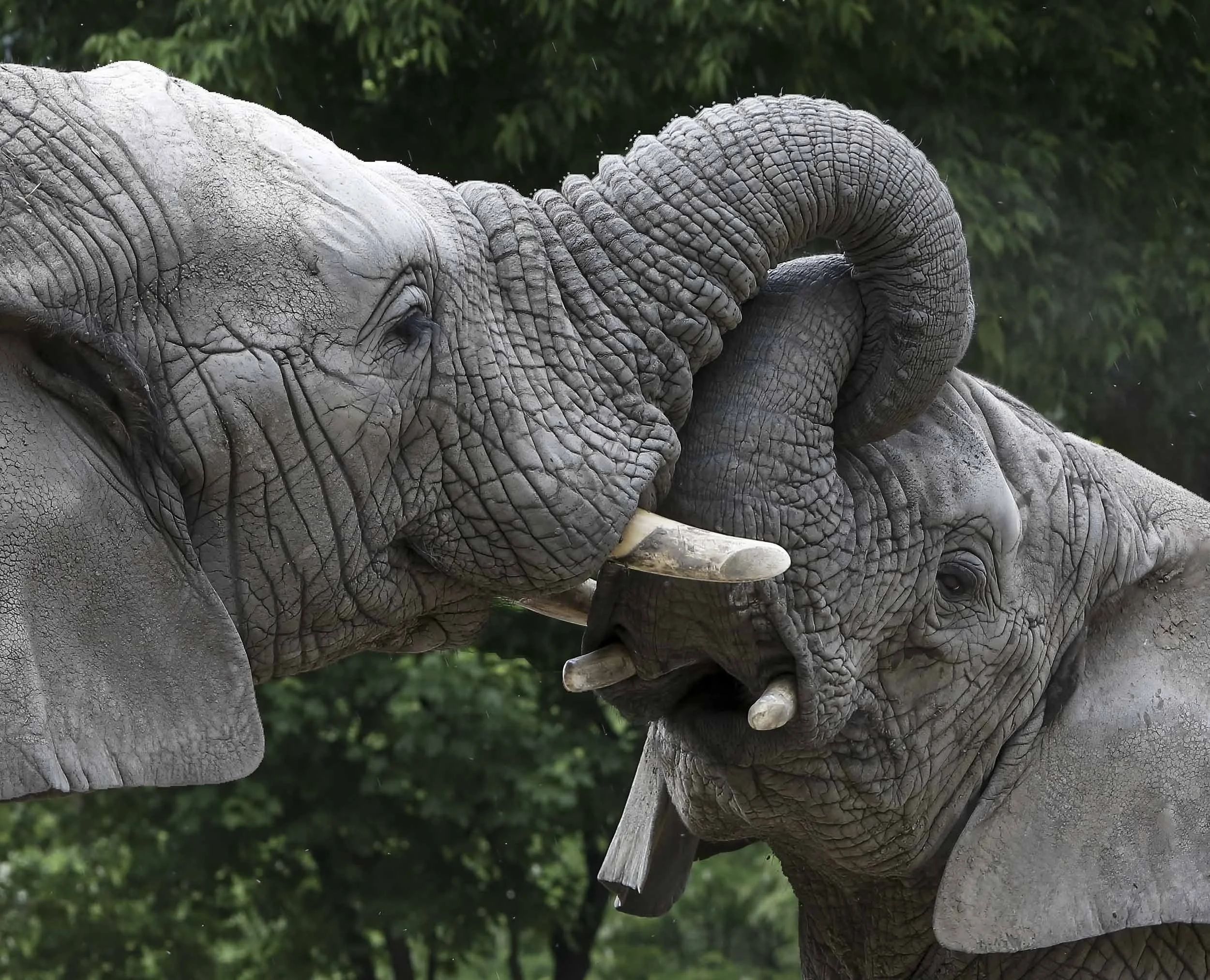 Trunk Embrace: The Gentle Bond of Two Elephants