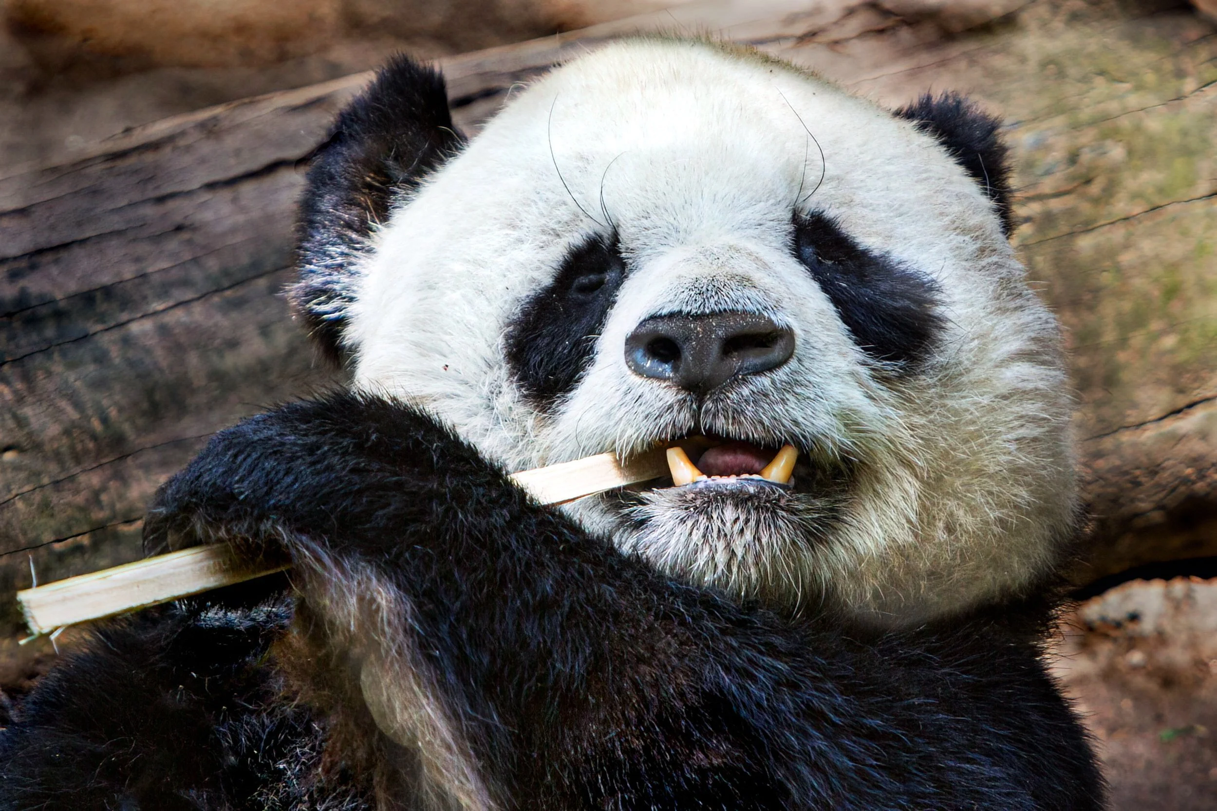 Snack Time Serenity: Baby Panda Relishing a Bamboo Feast