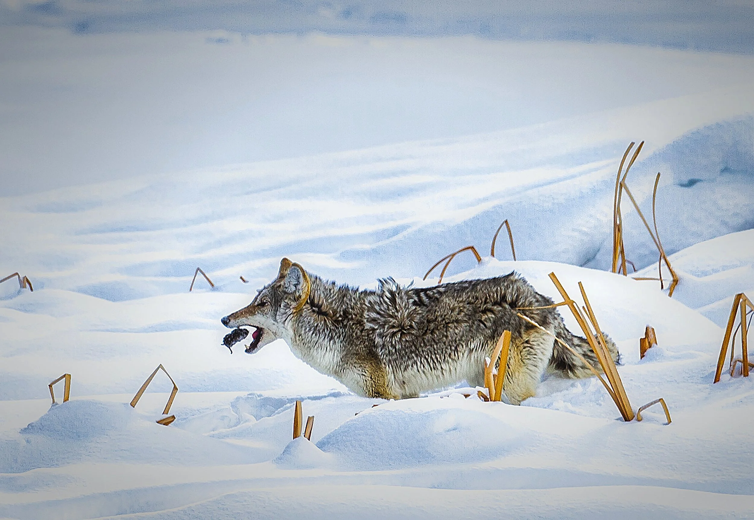Winter Hunt: Coyote Capturing a Rodent in the Snow