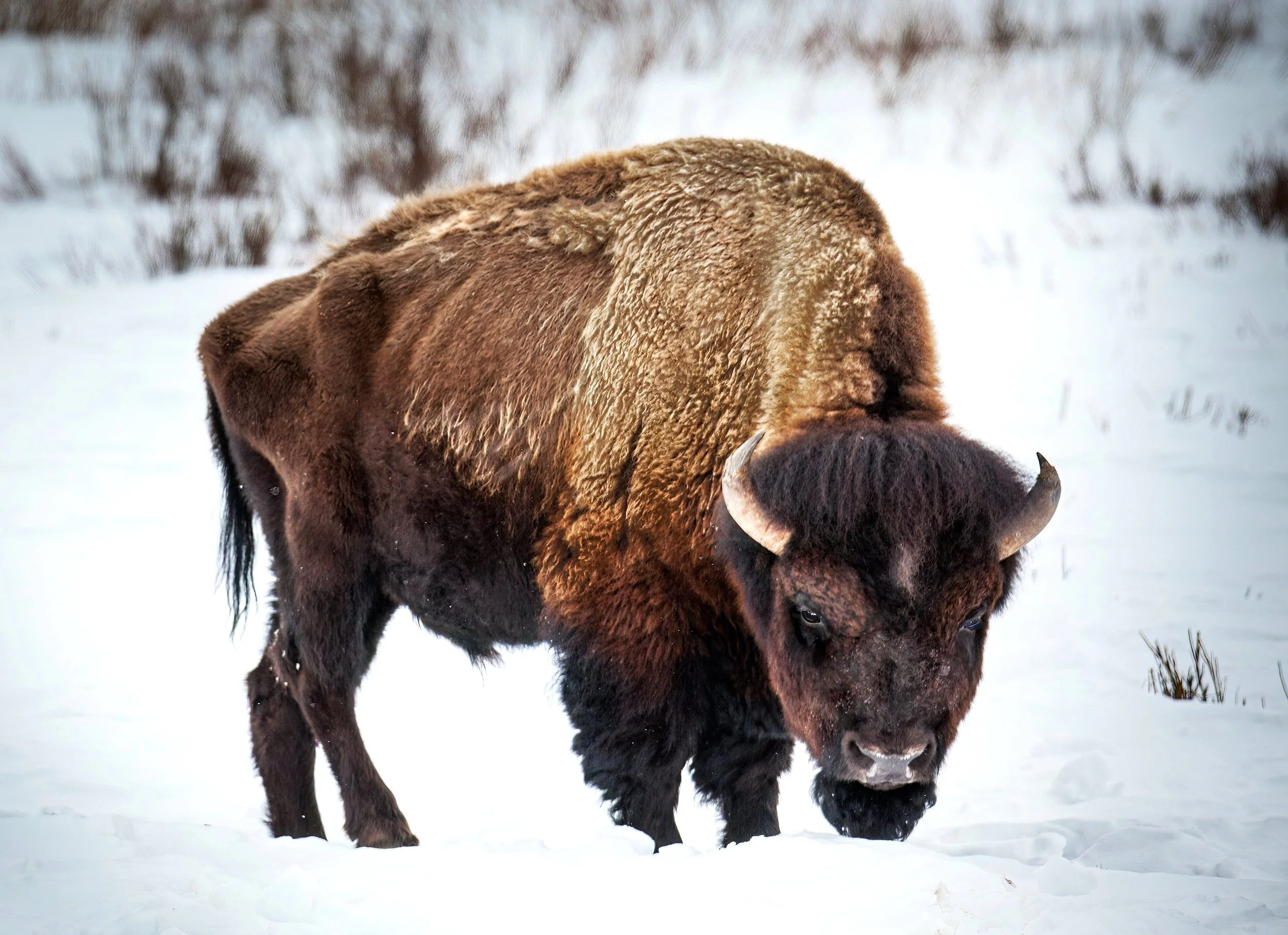 Winter Majesty: Intense Bison Stare in Yellowstone's Snowy Expanse